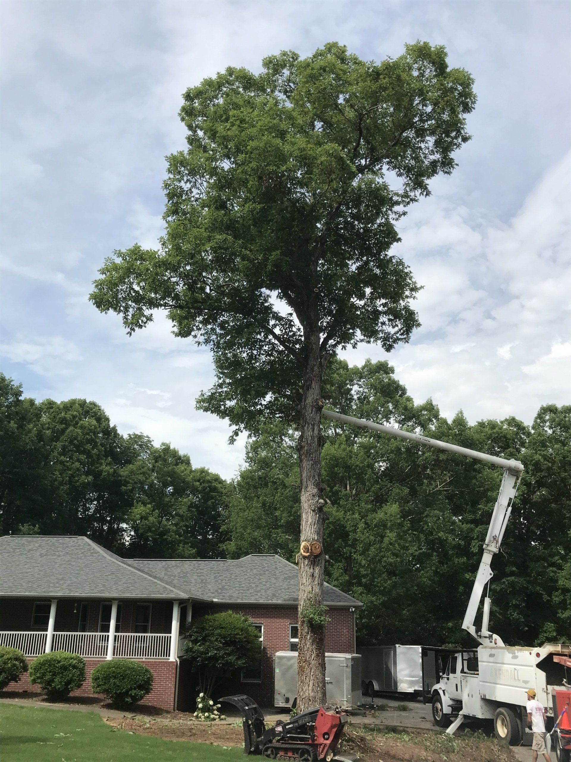 Tree services
