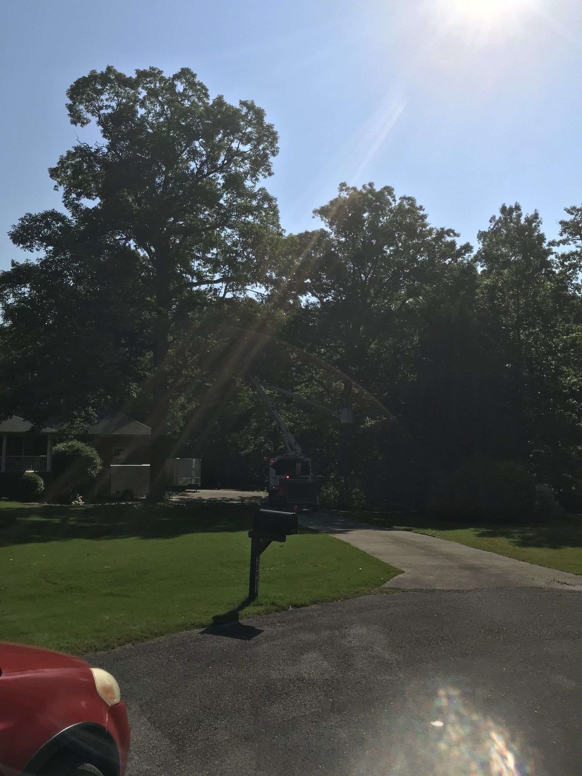 Tree services