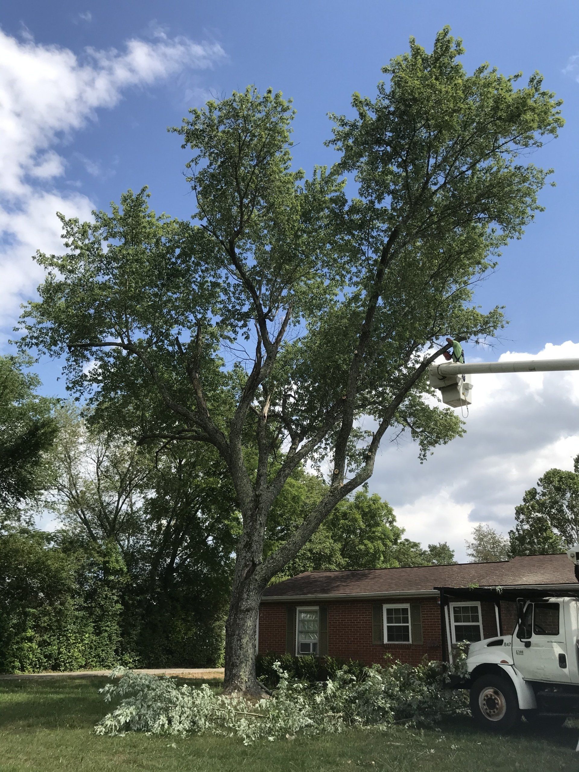 Tree services