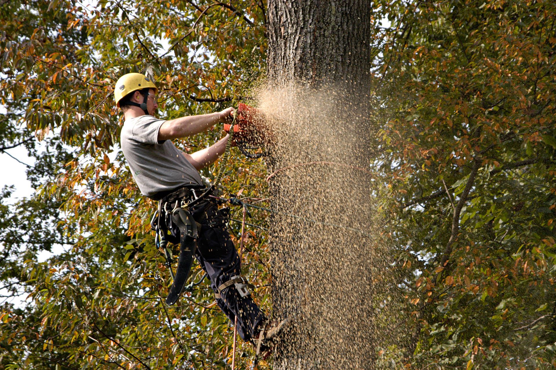 tree services