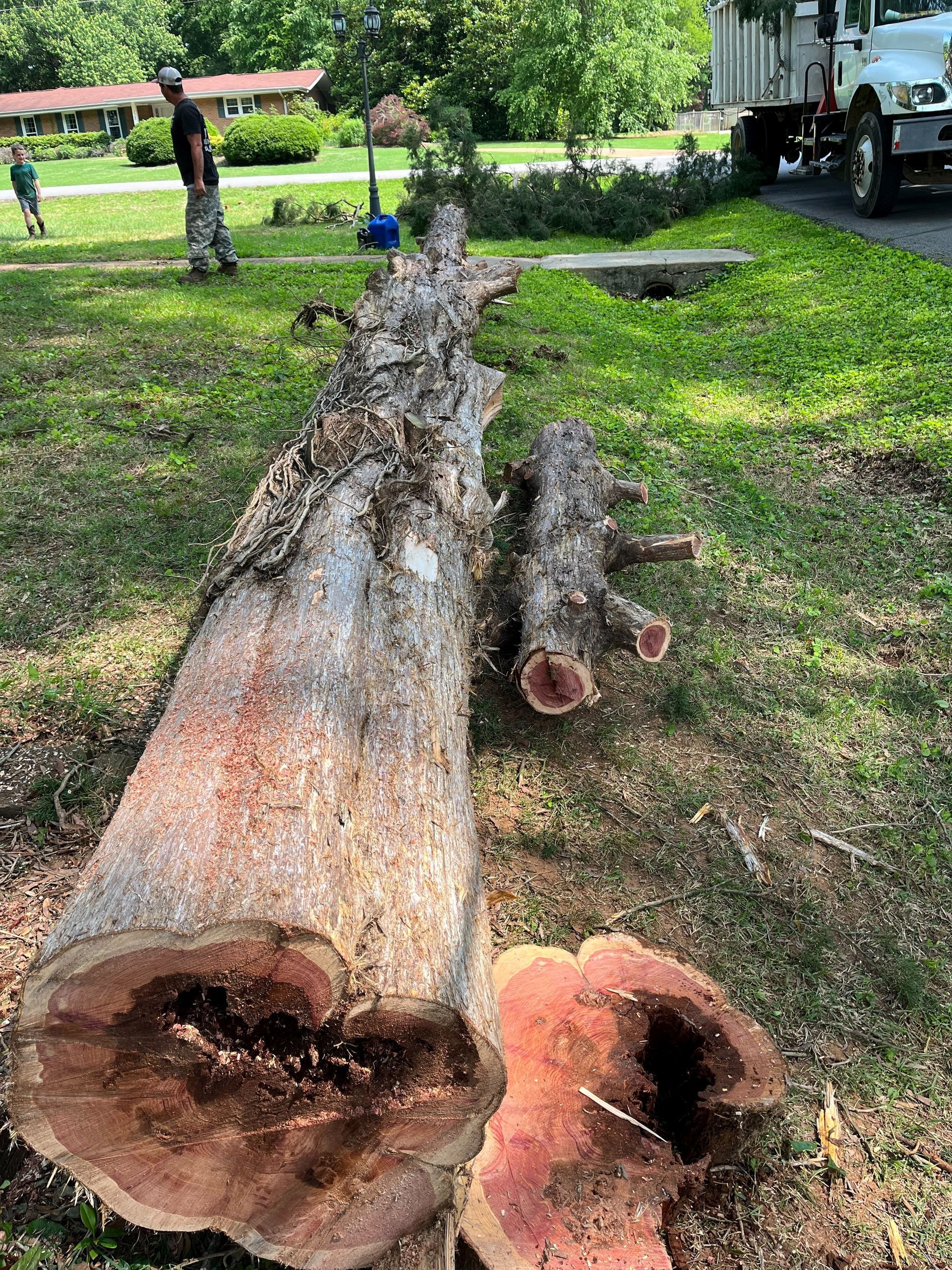 Tree laying on ground