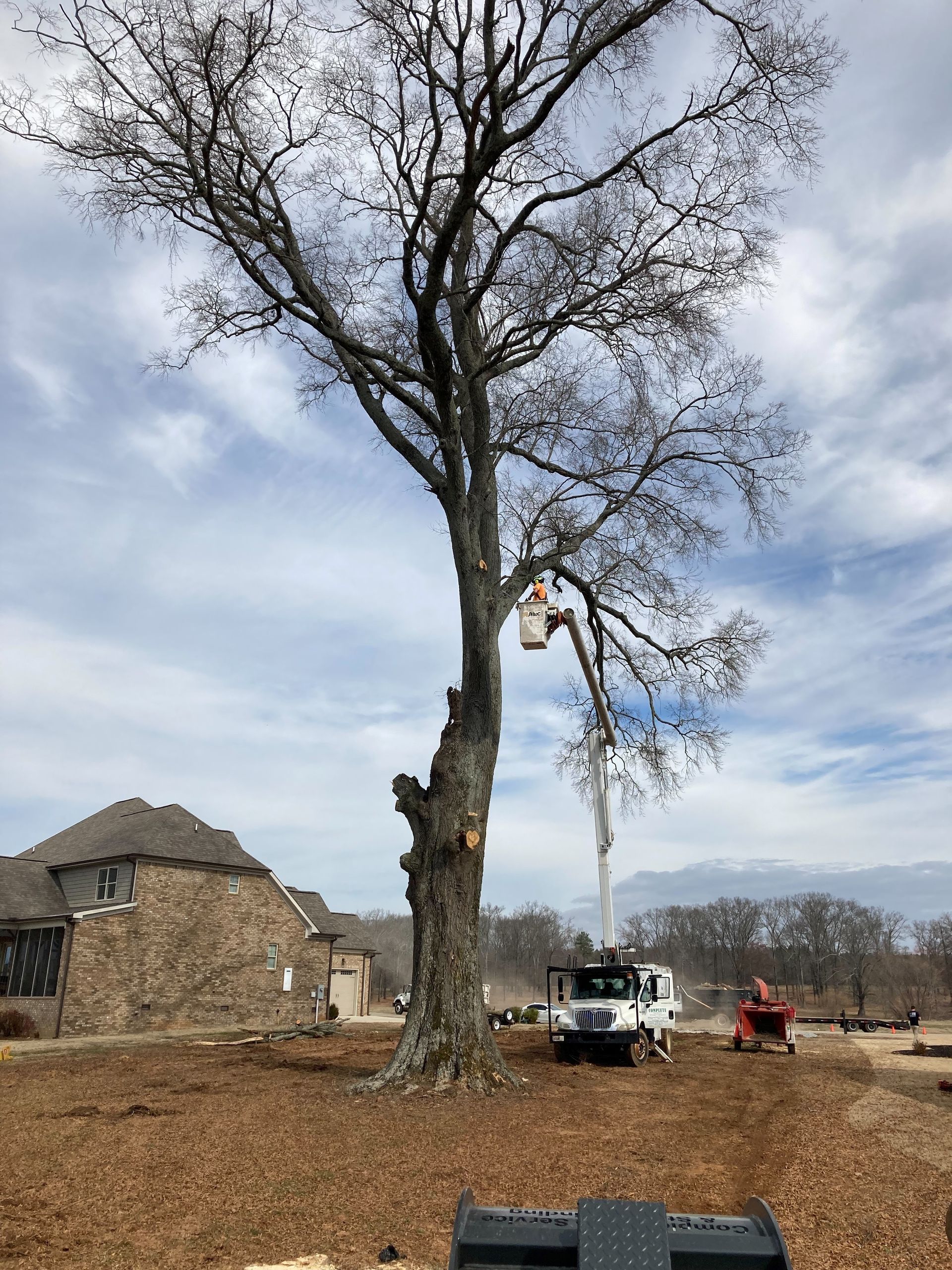 men cutting down tree