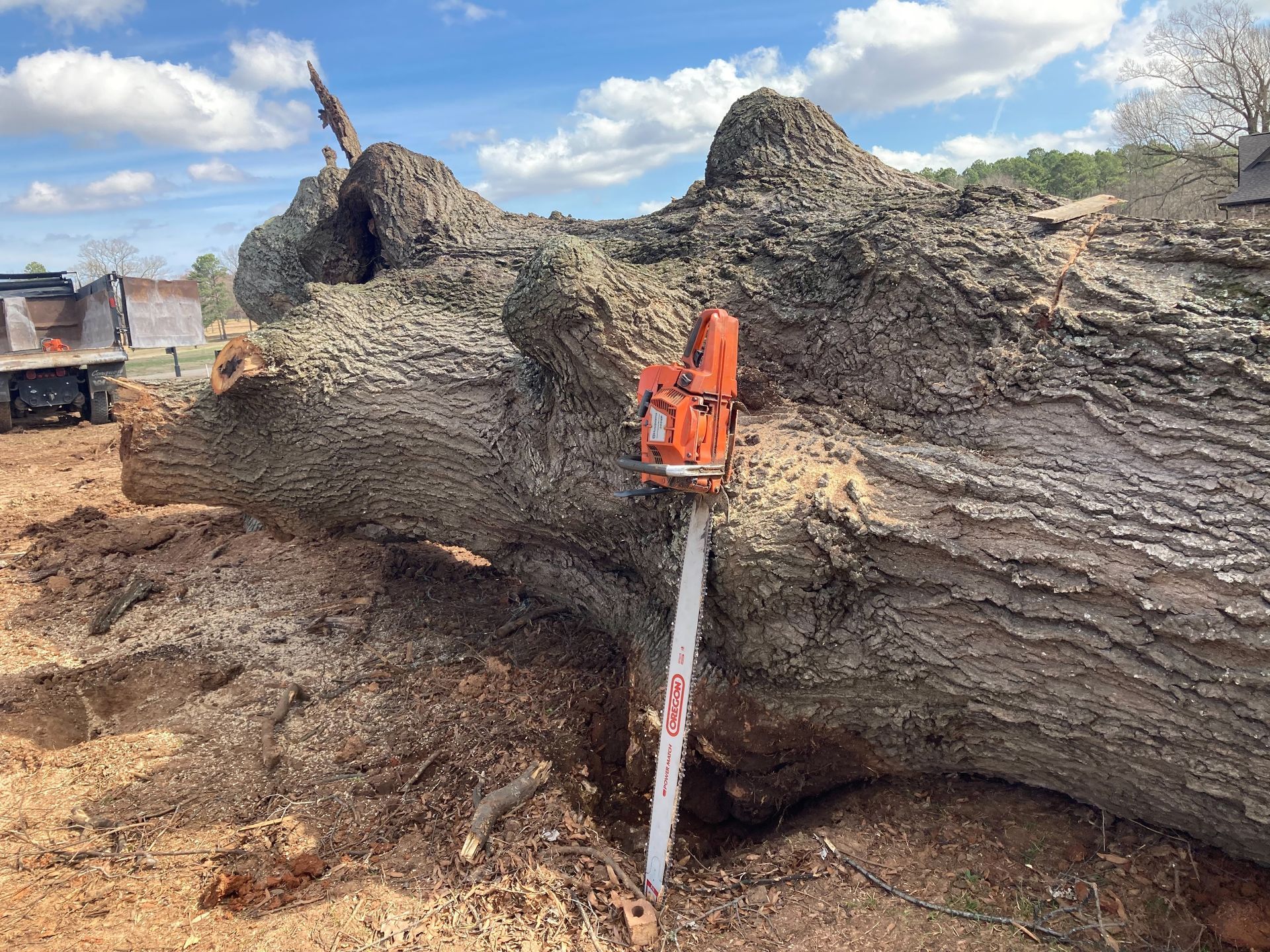 chainsaw big tree