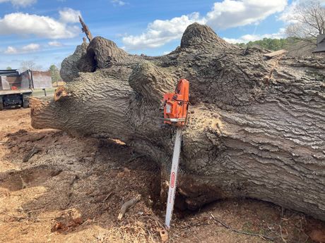 chainsaw big tree