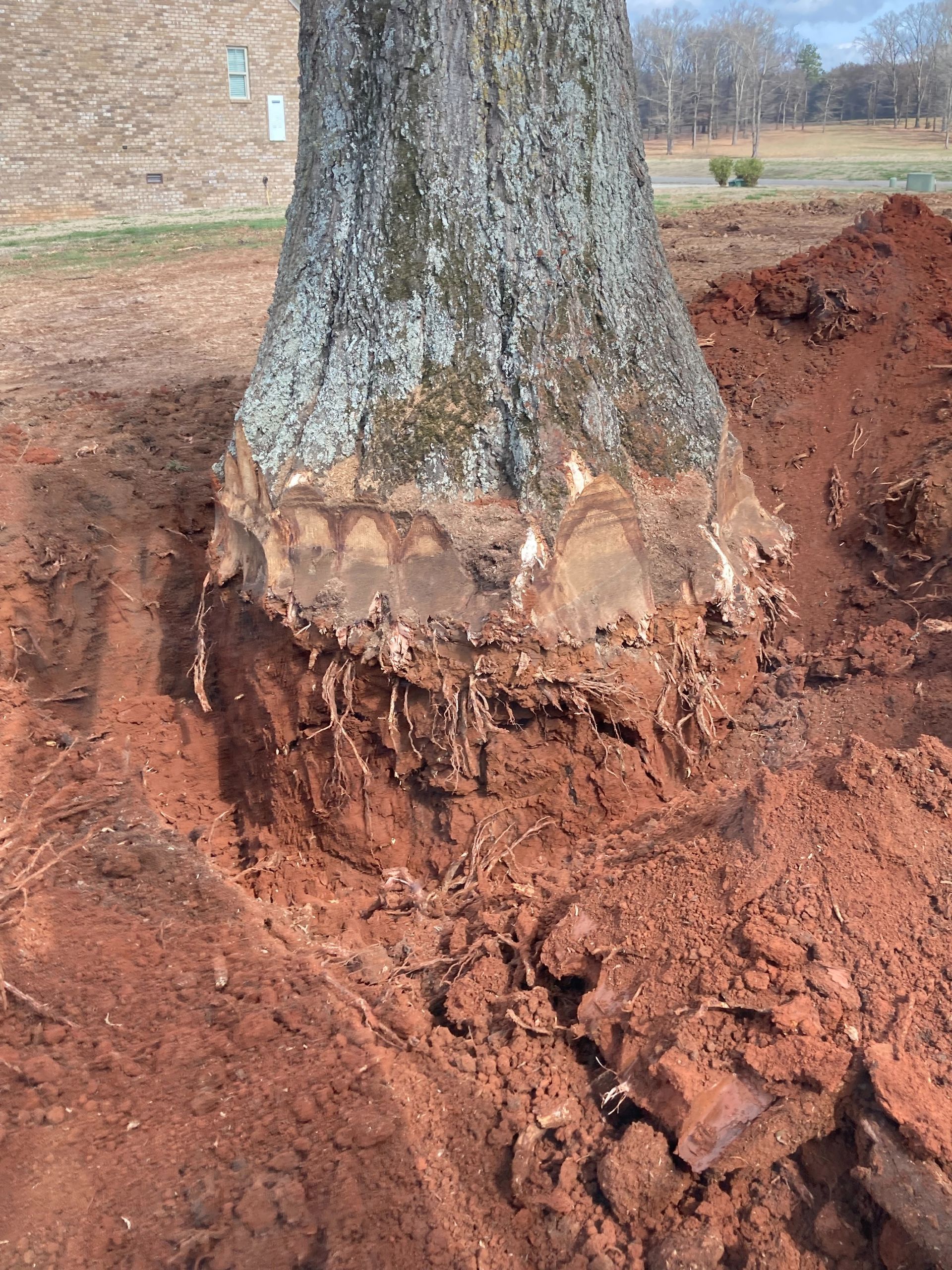 Tree roots dug up