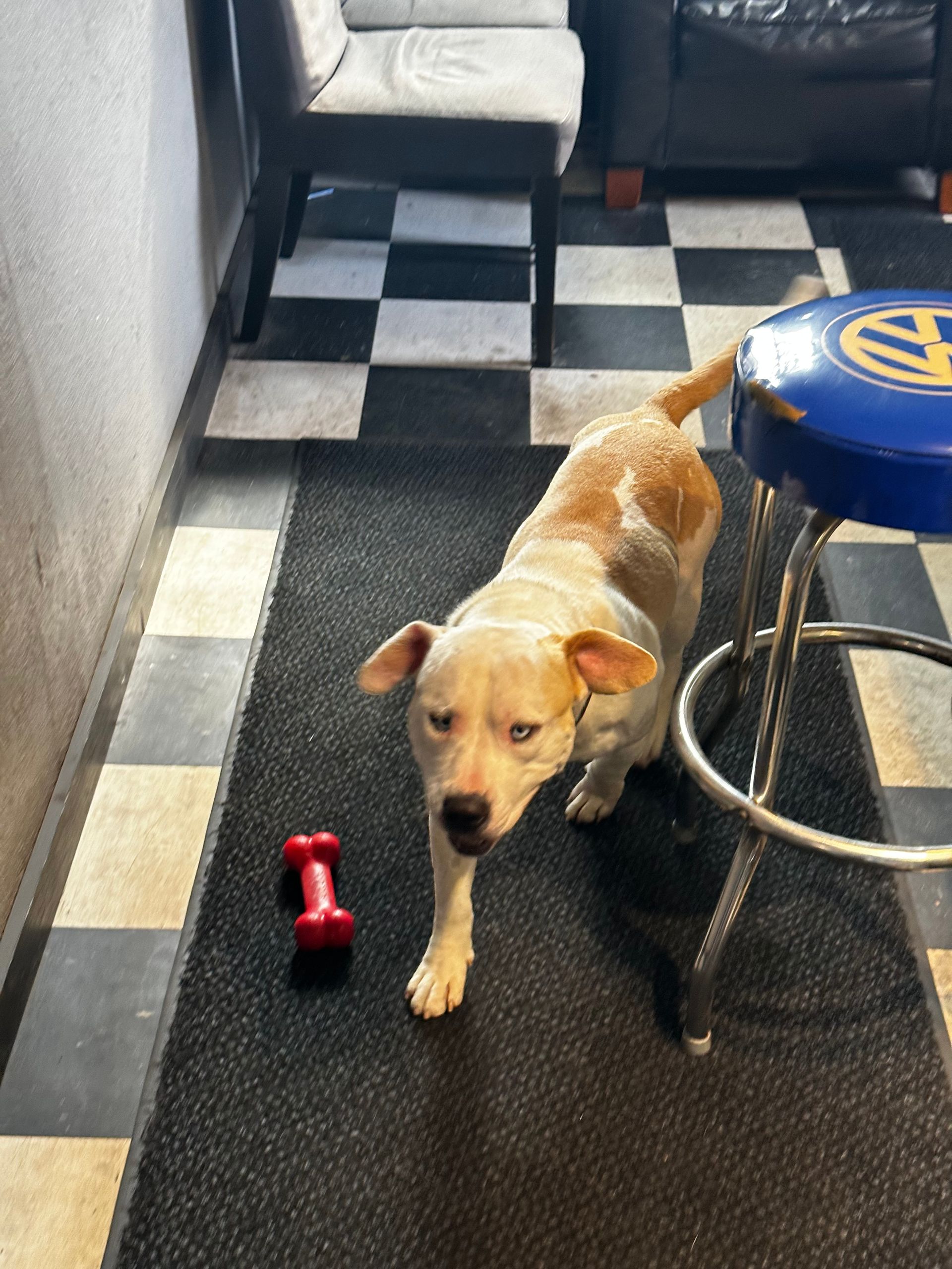 A dog standing next to a red dumbbell on the floor