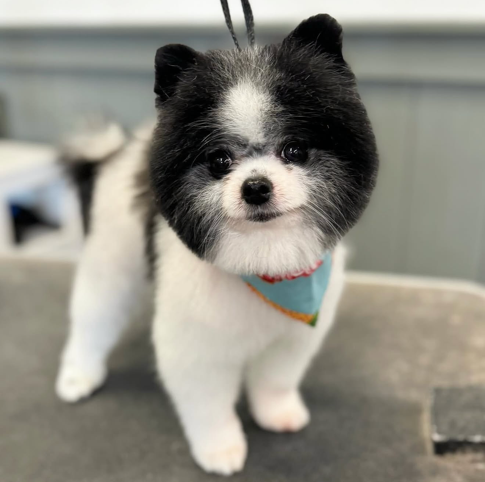 Small black-and-white dog wearing a blue bandana, standing on a grooming table.