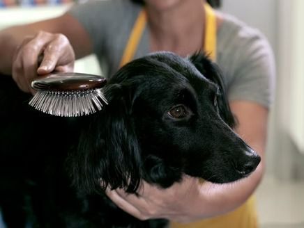 One Pampered Pup Dog Grooming