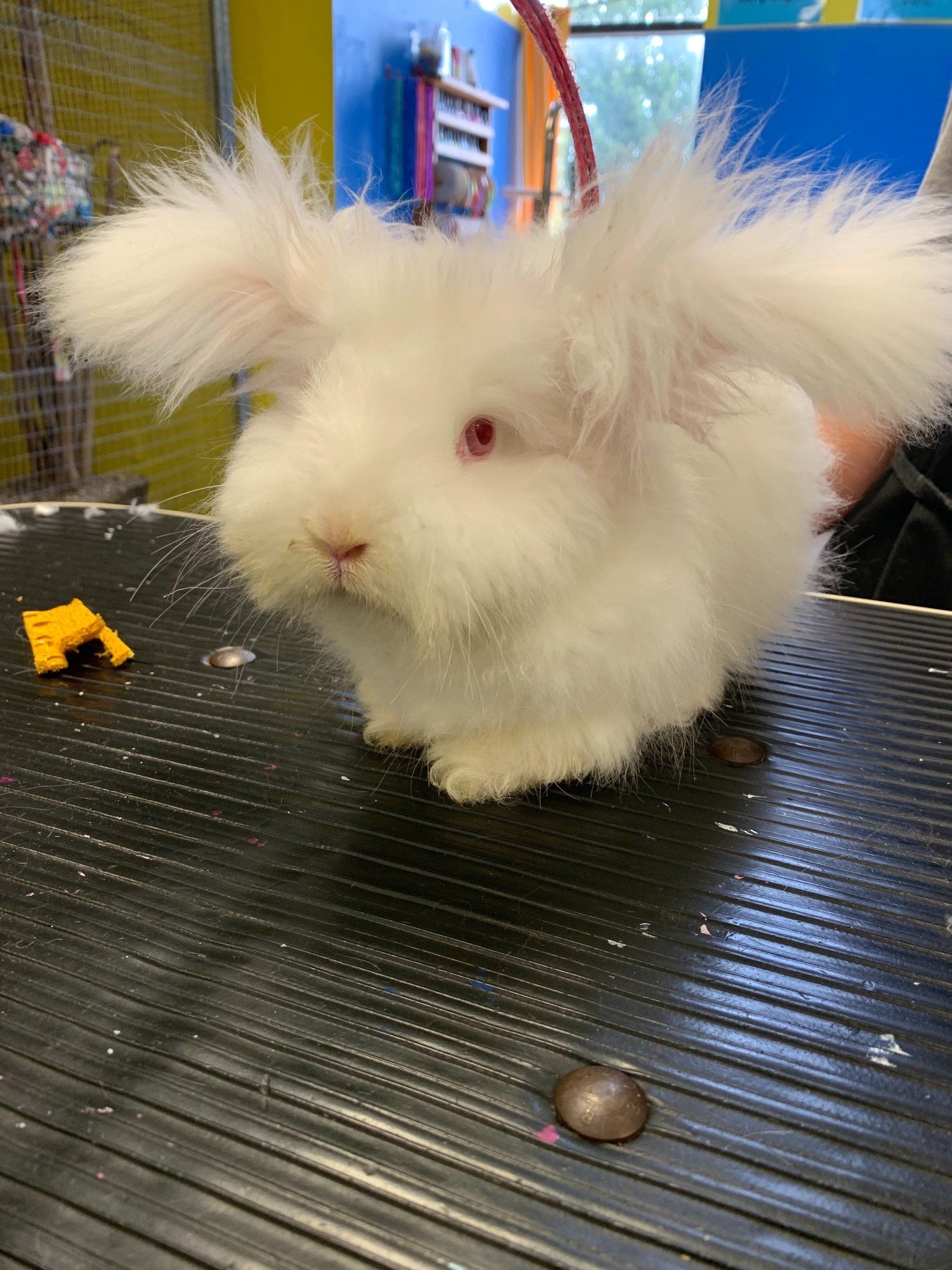 Unleashed Pet Grooming School Photo Gallery Oklahoma City, OK