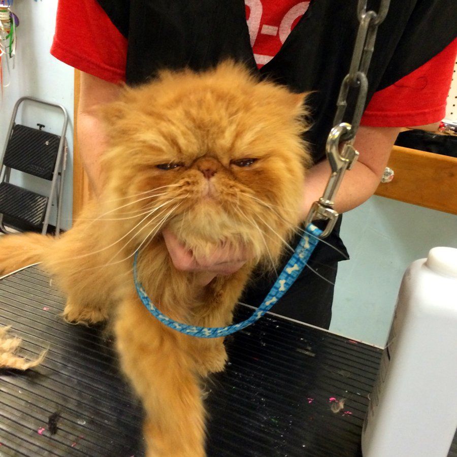 Unleashed Pet Grooming School Photo Gallery Oklahoma City, OK