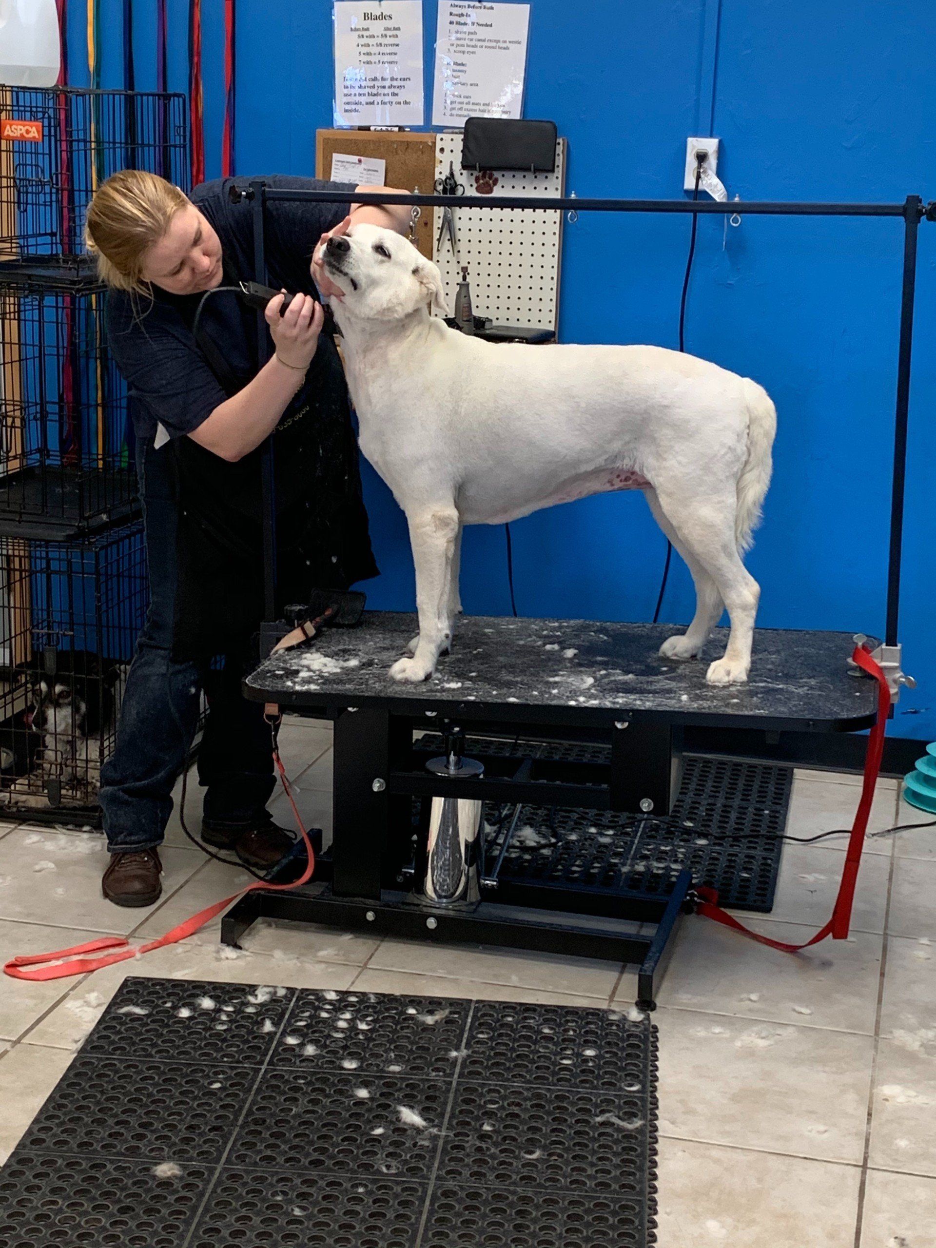 Unleashed Pet Grooming School Photo Gallery | Oklahoma City, OK