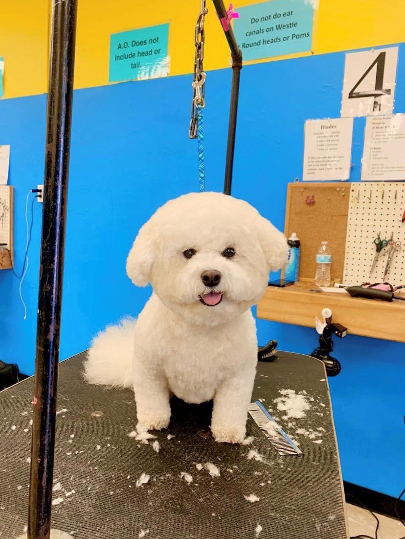 Unleashed Pet Grooming School Photo Gallery Oklahoma City, OK
