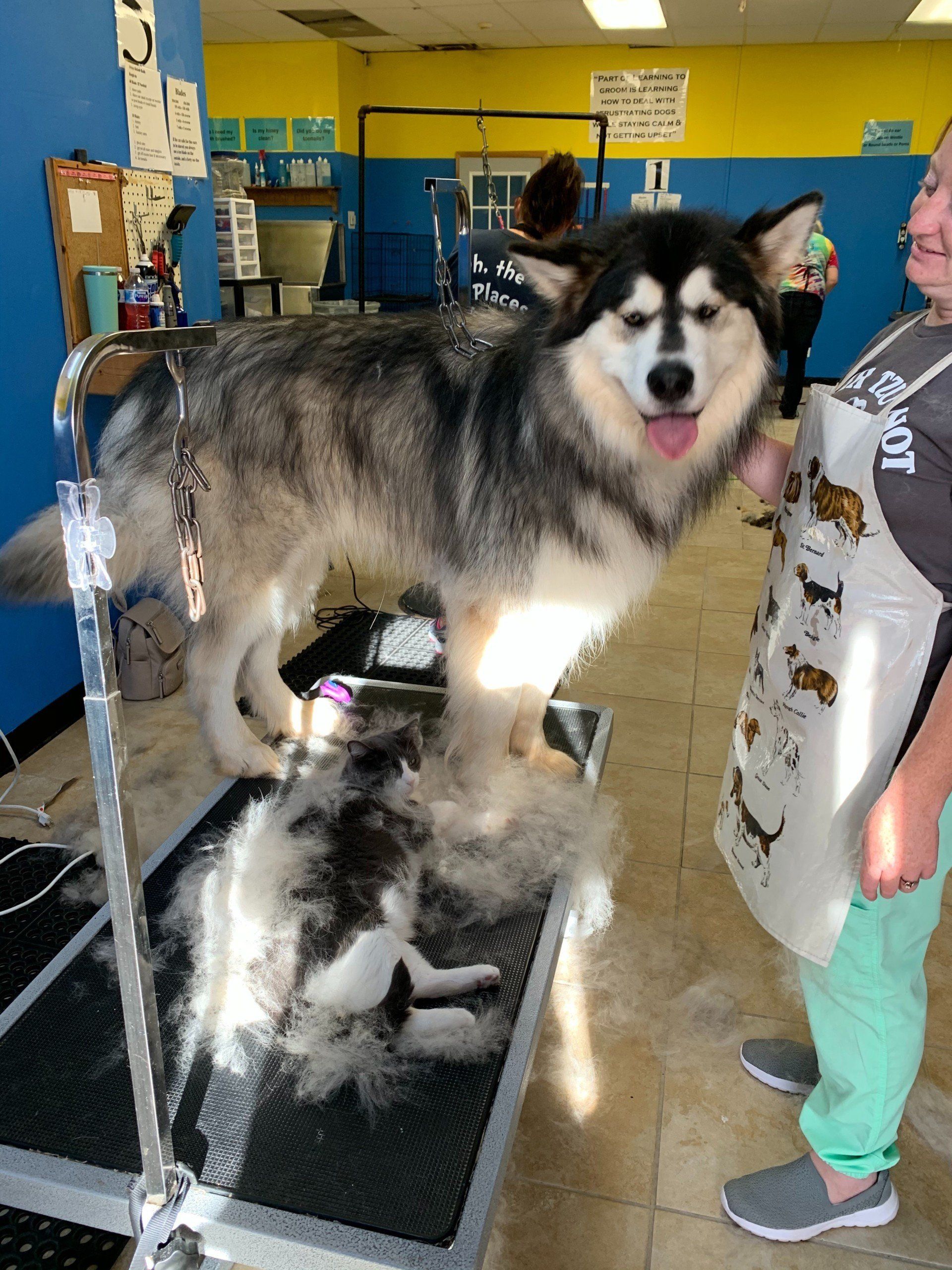 Unleashed Pet Grooming School Photo Gallery Oklahoma City, OK