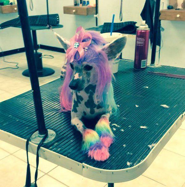 Unleashed Pet Grooming School Photo Gallery Oklahoma City, OK