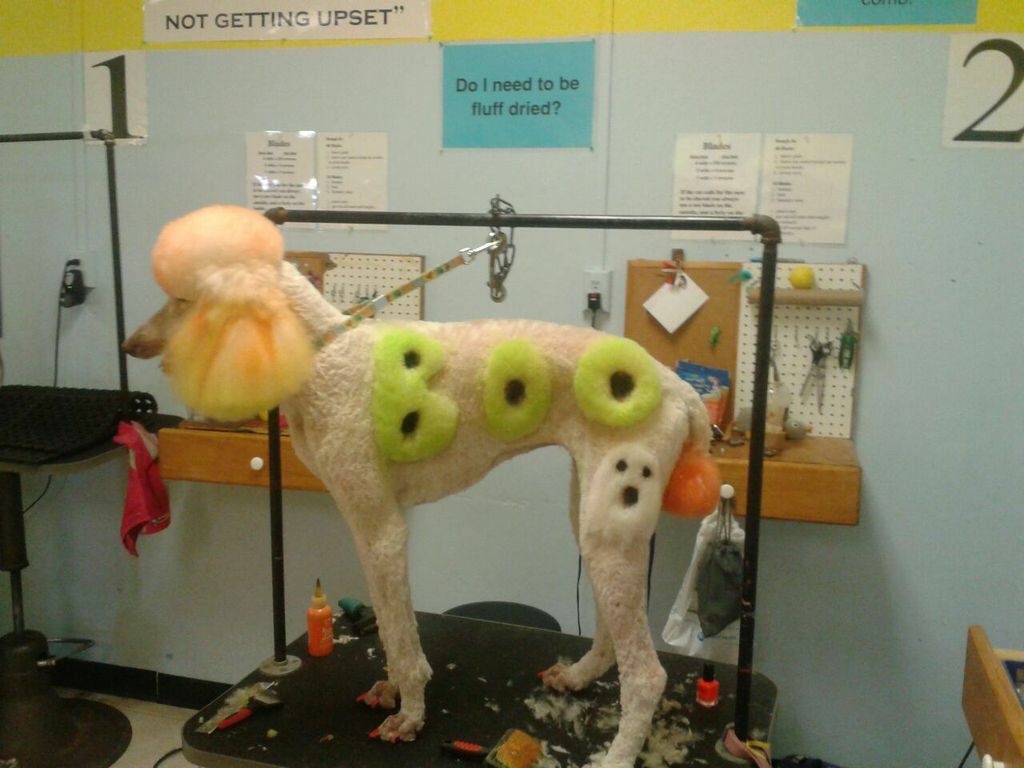 Unleashed Pet Grooming School Photo Gallery Oklahoma City, OK