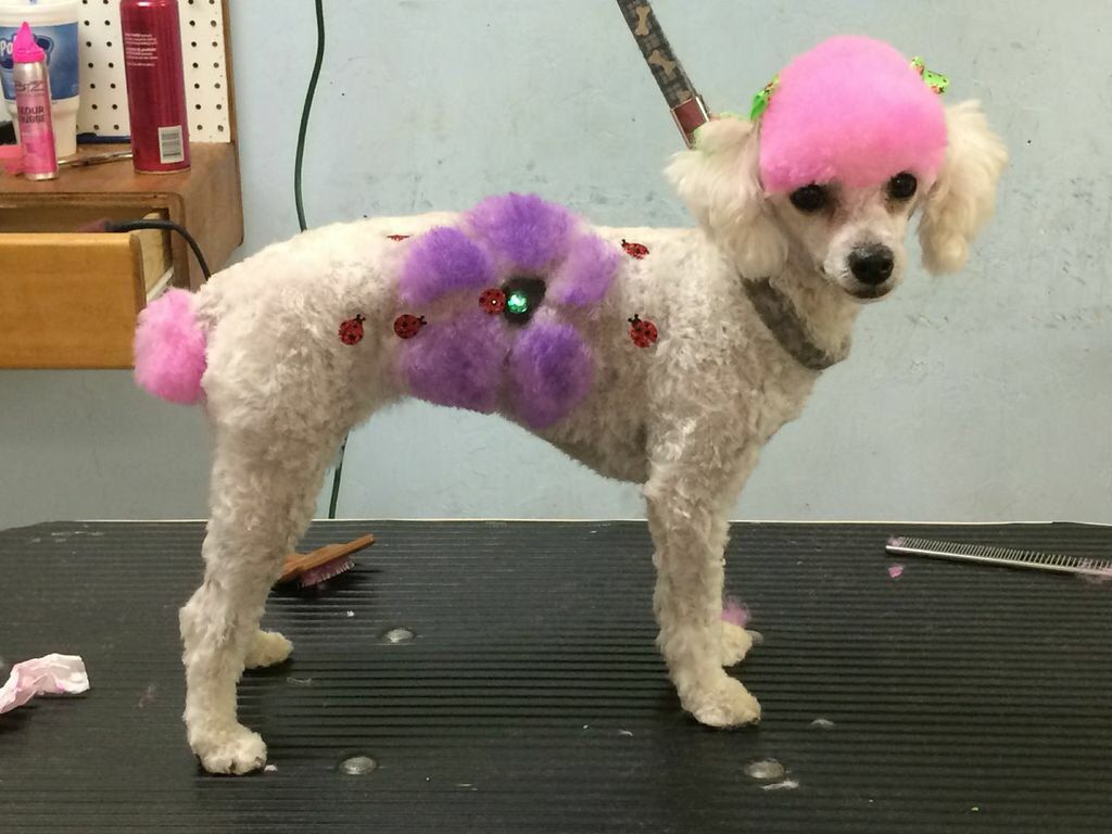 Unleashed Pet Grooming School Photo Gallery Oklahoma City, OK