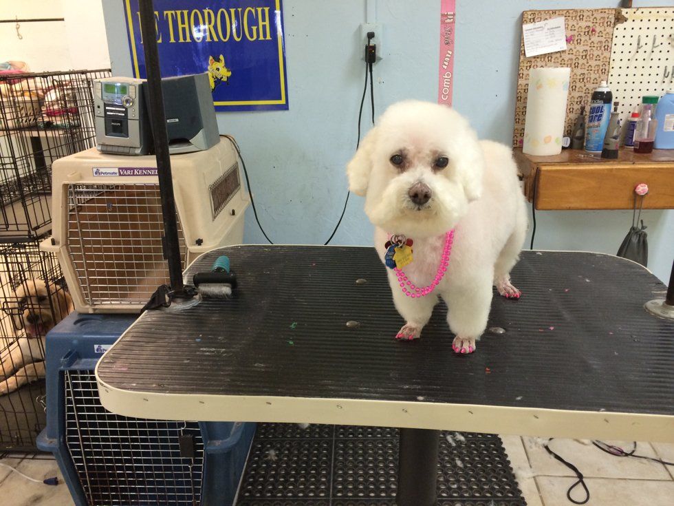 Unleashed Pet Grooming School Photo Gallery Oklahoma City, OK