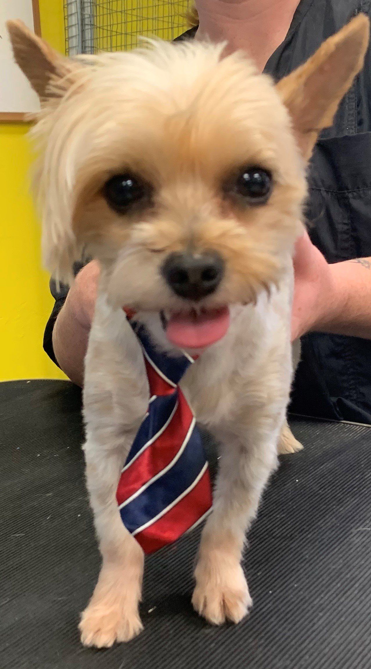 Unleashed Pet Grooming School Photo Gallery Oklahoma City, OK