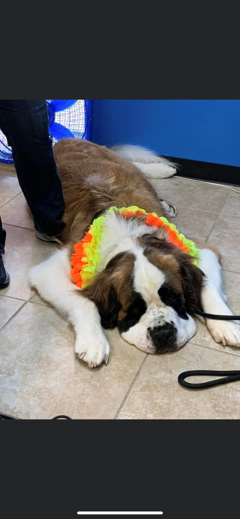 Unleashed Pet Grooming School Photo Gallery Oklahoma City, OK