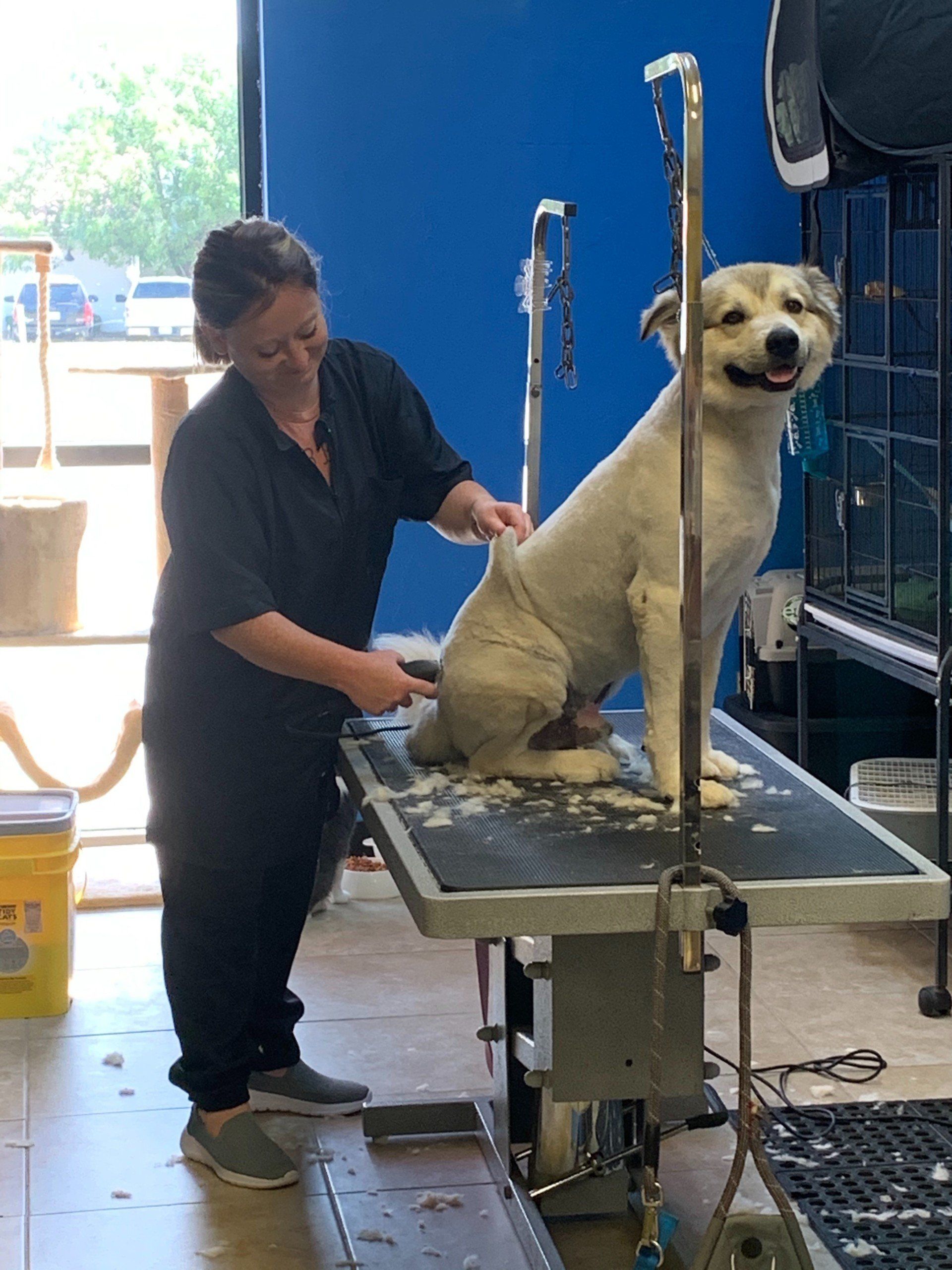 Unleashed Pet Grooming School Photo Gallery Oklahoma City, OK