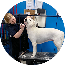 grooming oklahoma pet groomers dog ok services training
