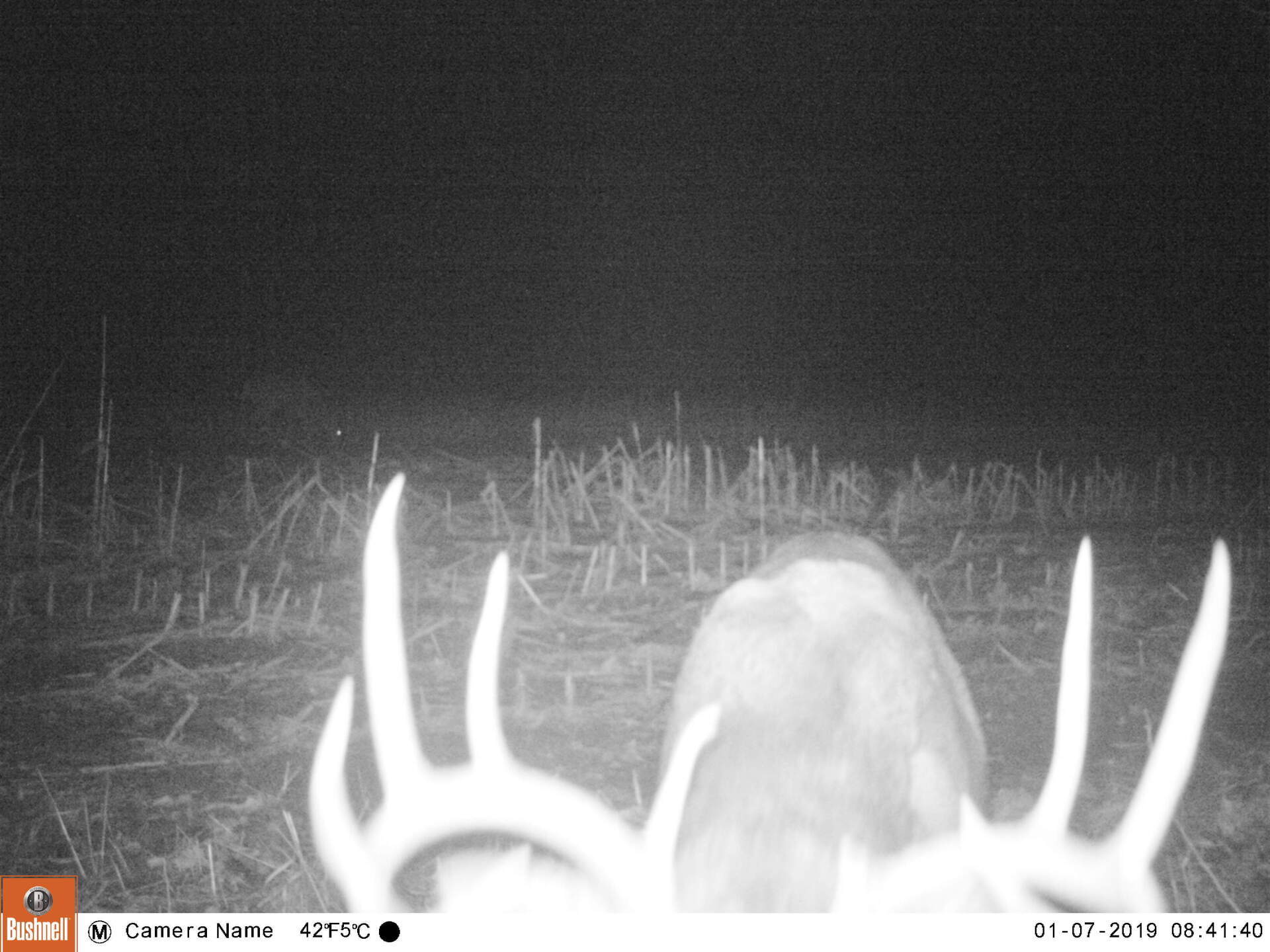 TRAIL CAMERA PICTURES
