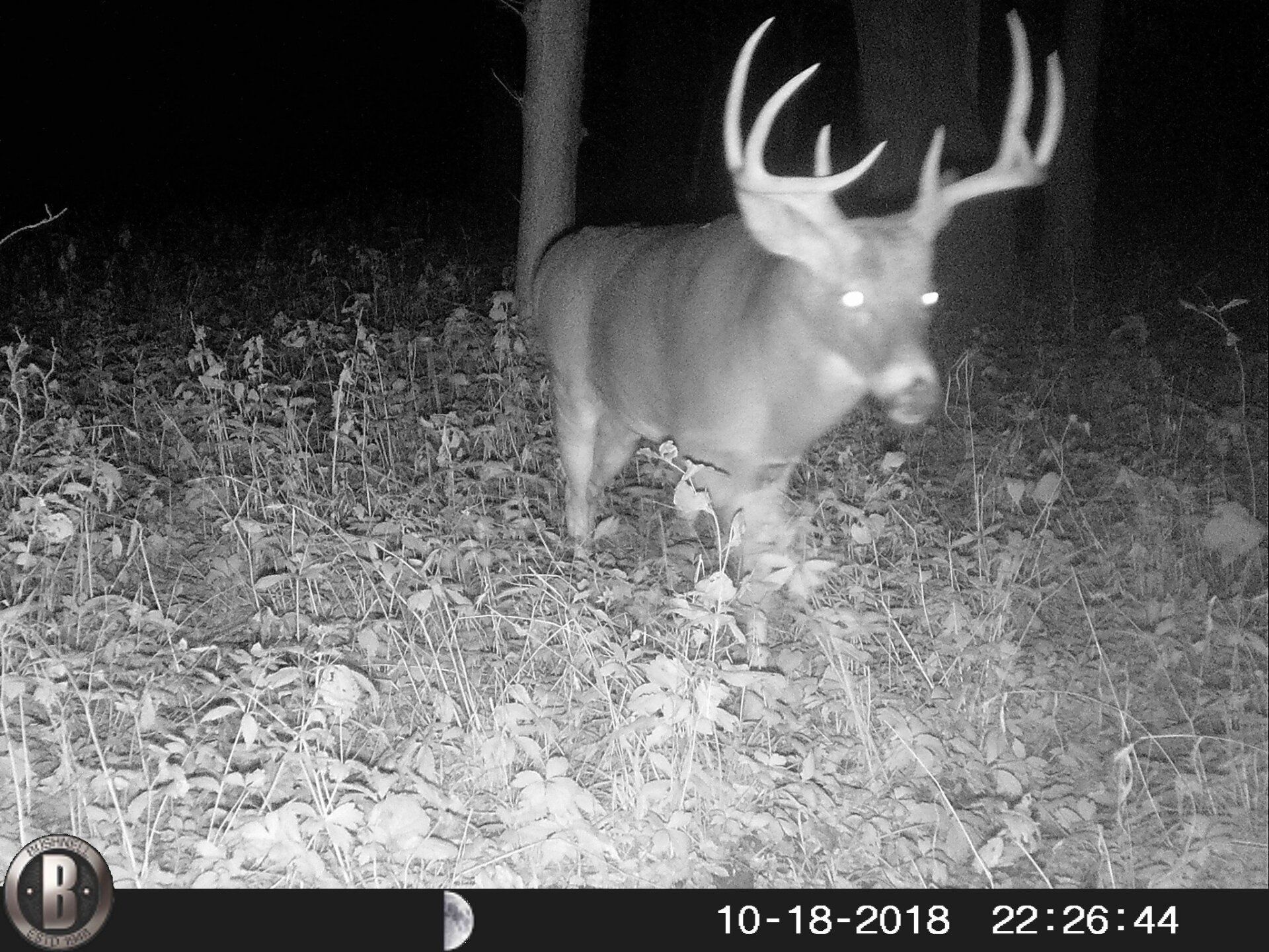 TRAIL CAMERA PICTURES