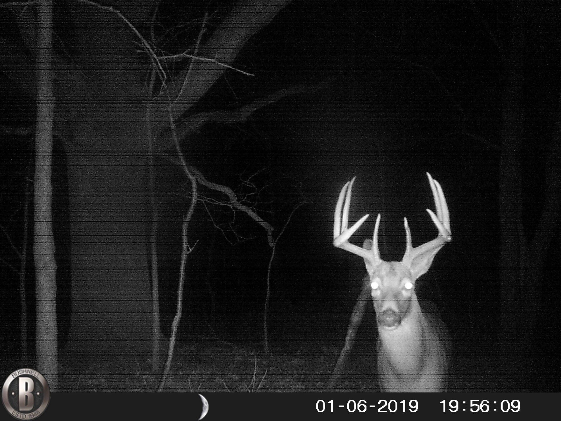 TRAIL CAMERA PICTURES