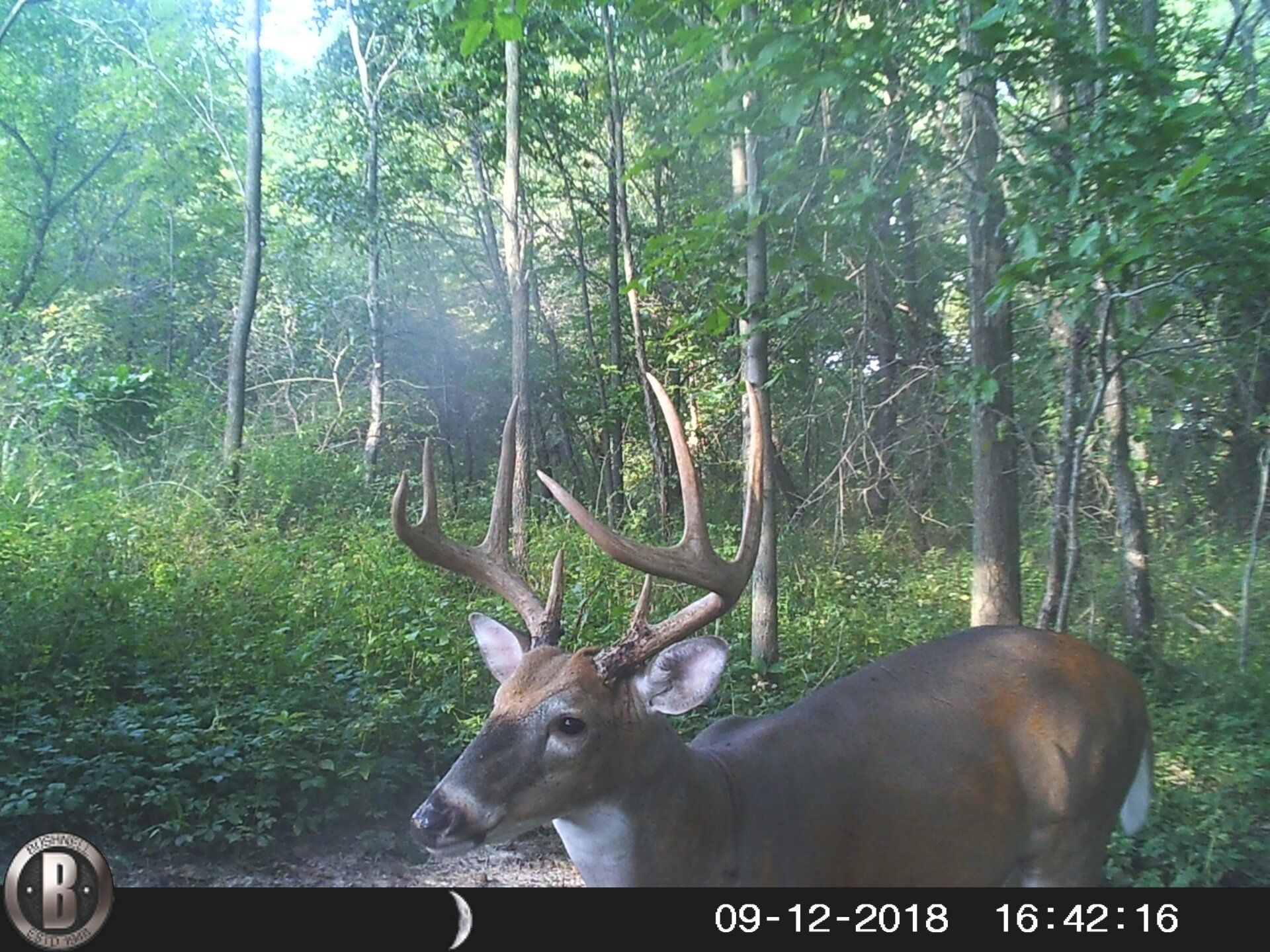 TRAIL CAMERA PICTURES