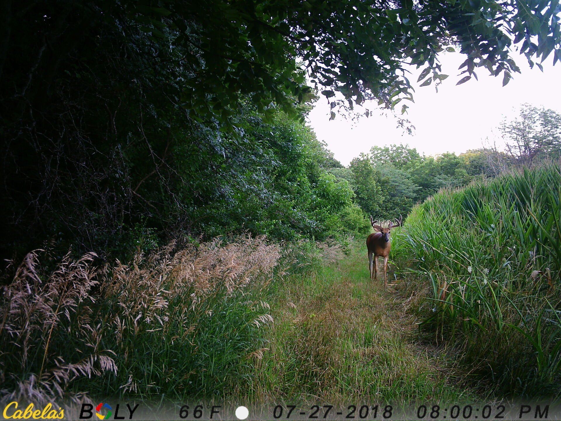 TRAIL CAMERA PICTURES