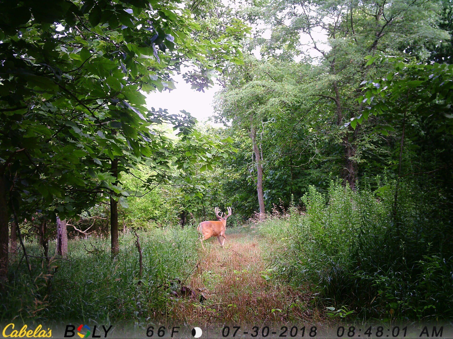 TRAIL CAMERA PICTURES