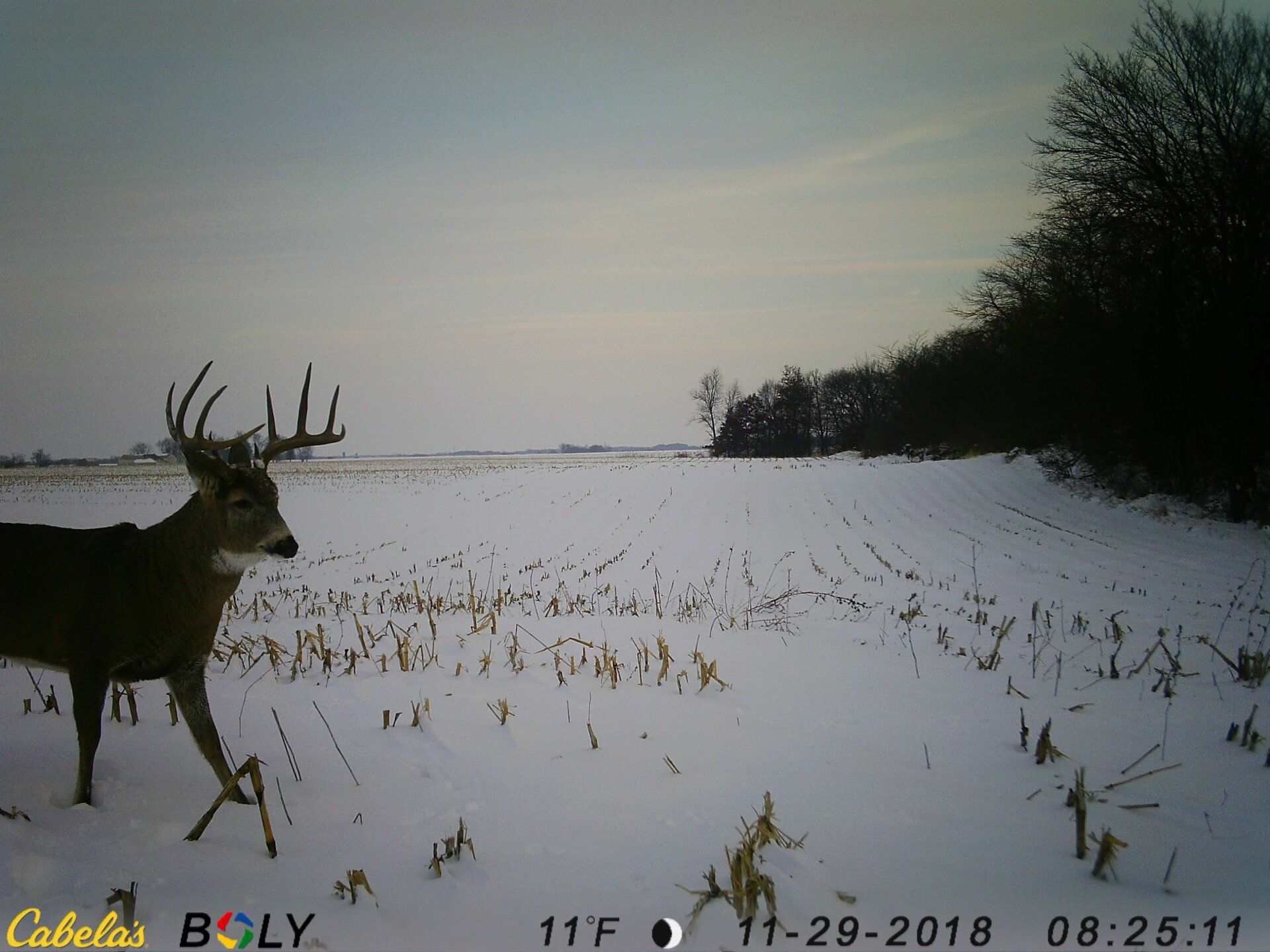 TRAIL CAMERA PICTURES