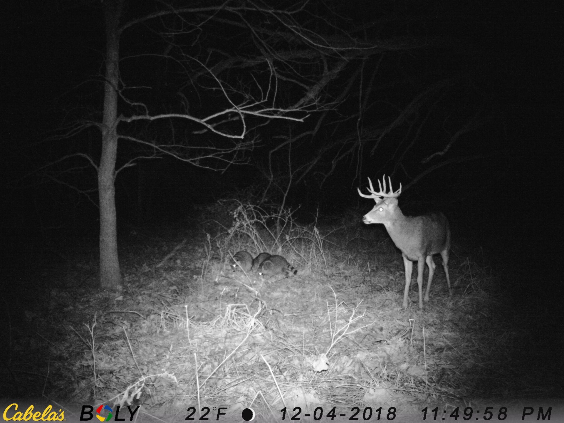 TRAIL CAMERA PICTURES