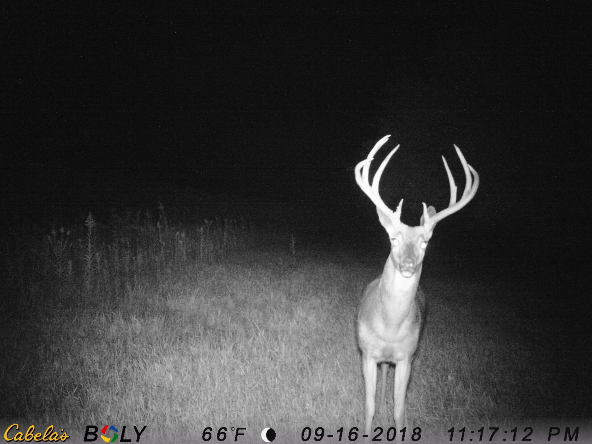 TRAIL CAMERA PICTURES