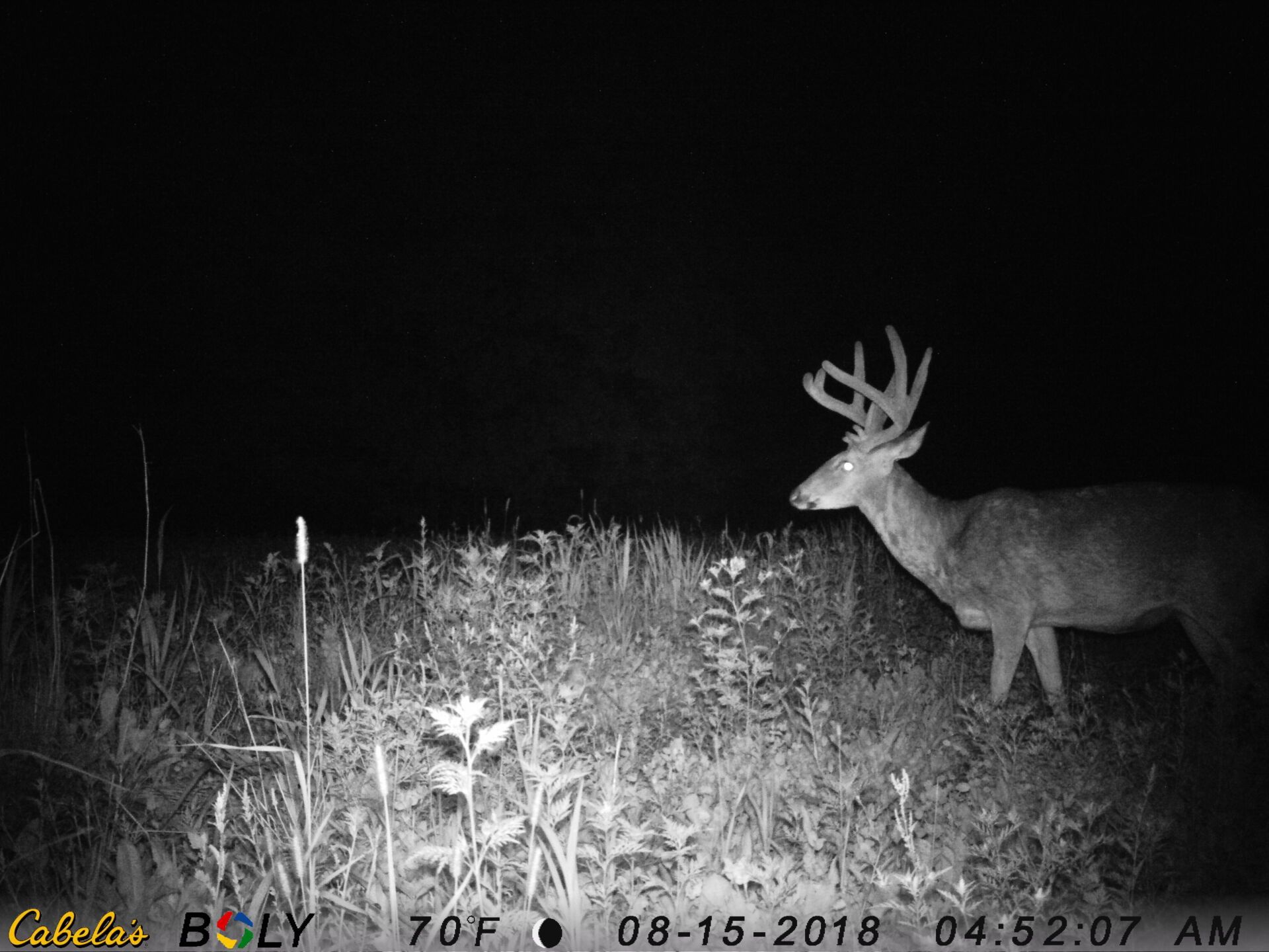 TRAIL CAMERA PICTURES