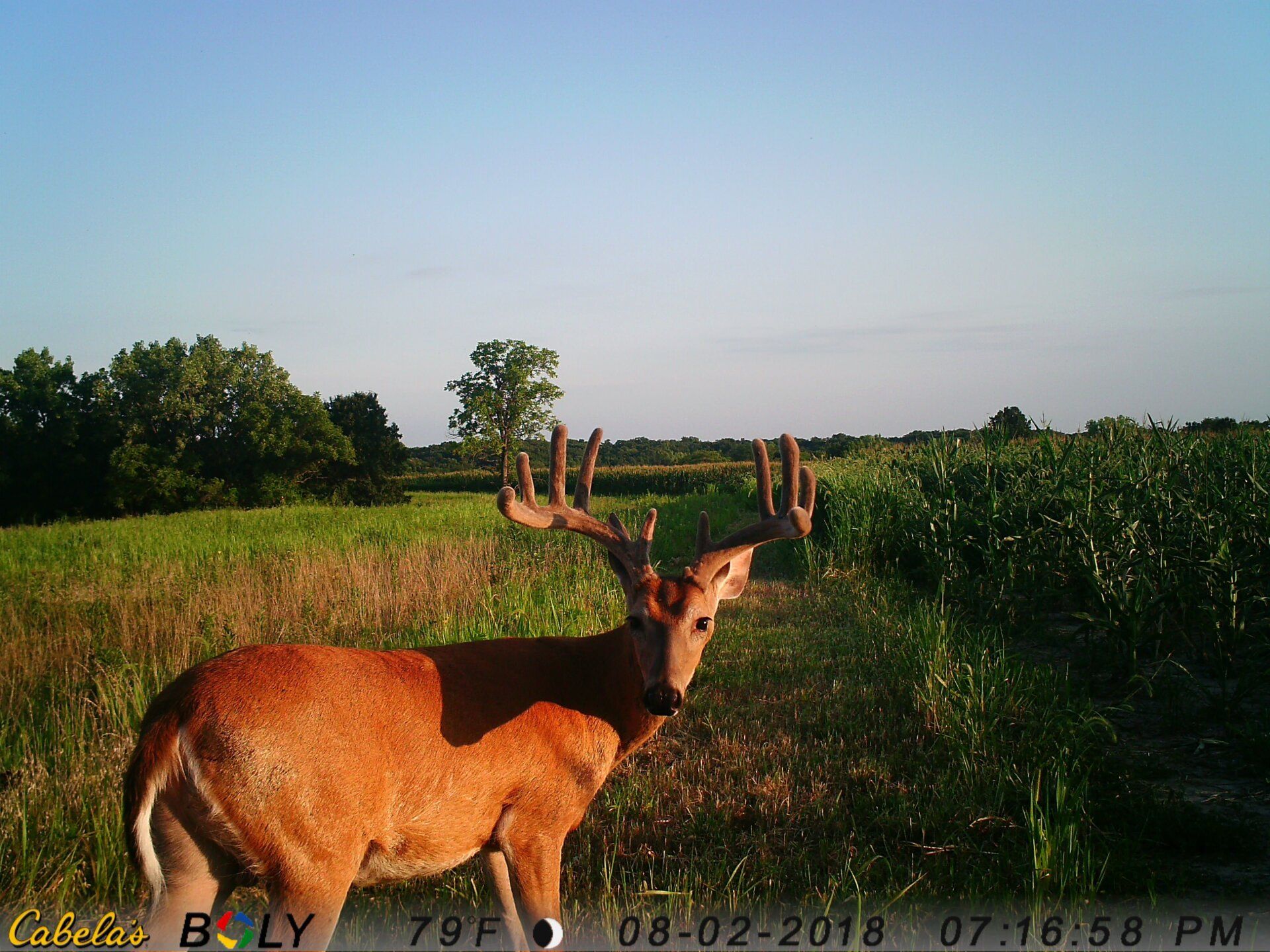 TRAIL CAMERA PICTURES
