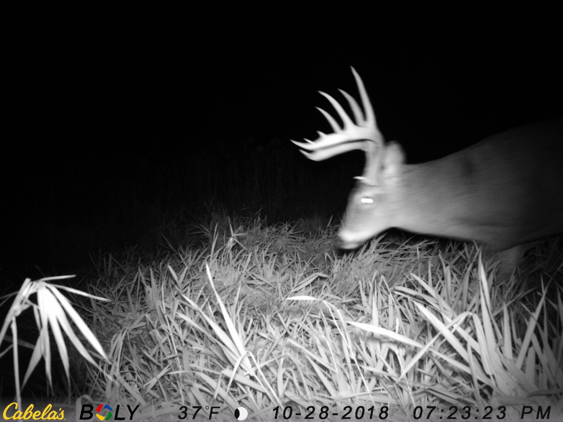 TRAIL CAMERA PICTURES