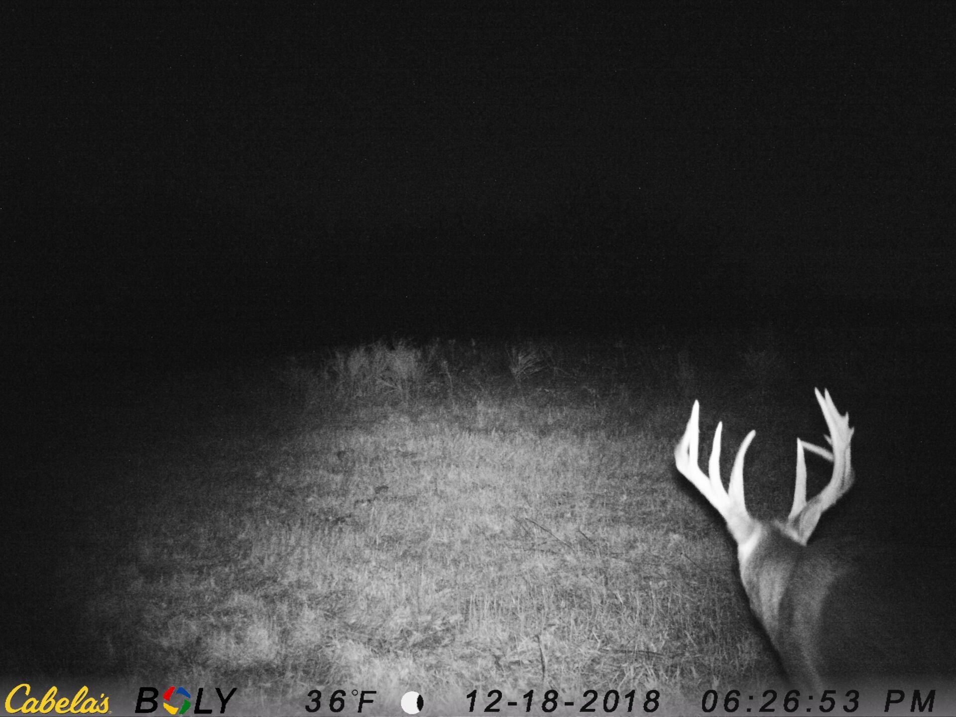 TRAIL CAMERA PICTURES