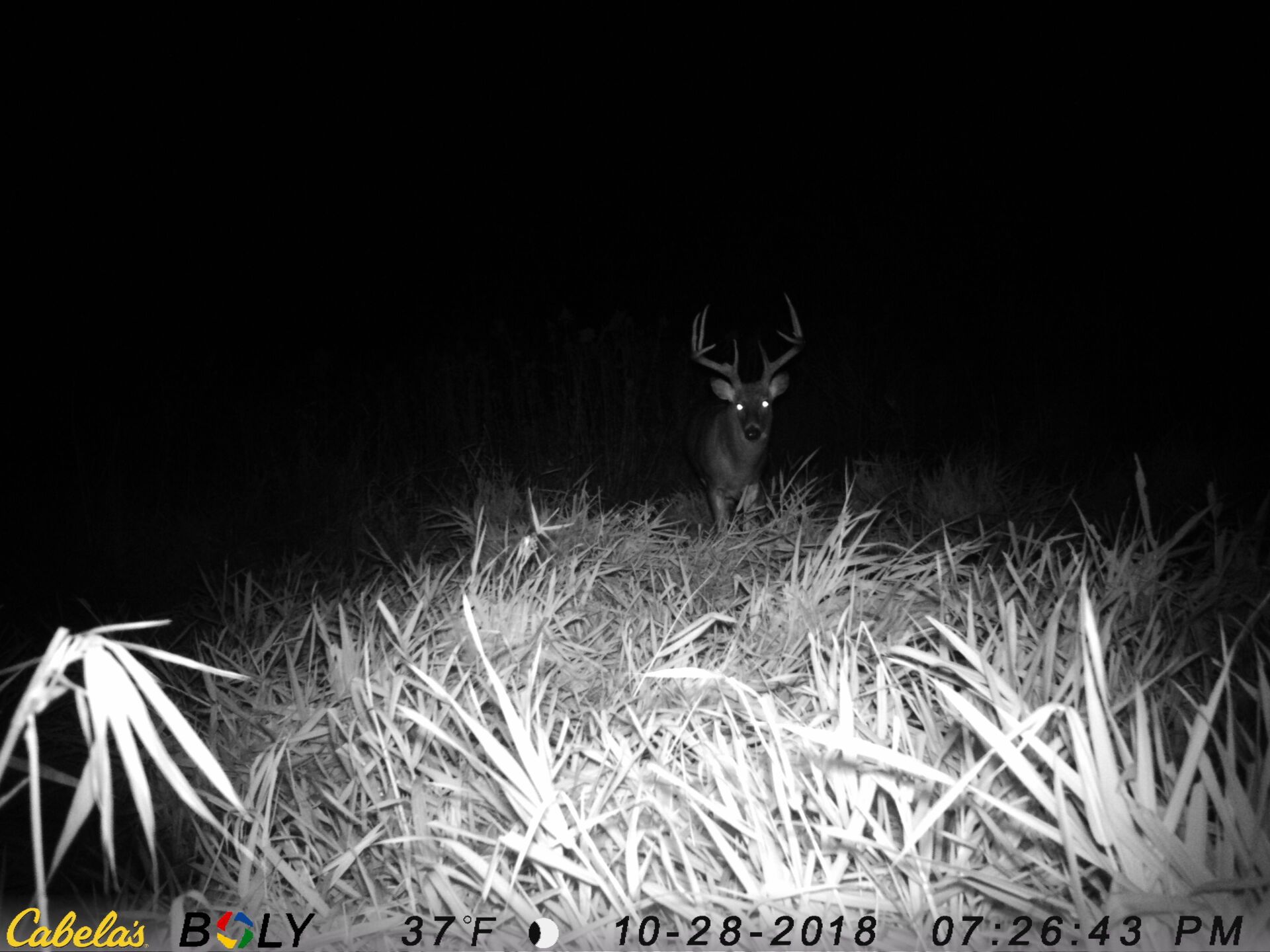 TRAIL CAMERA PICTURES