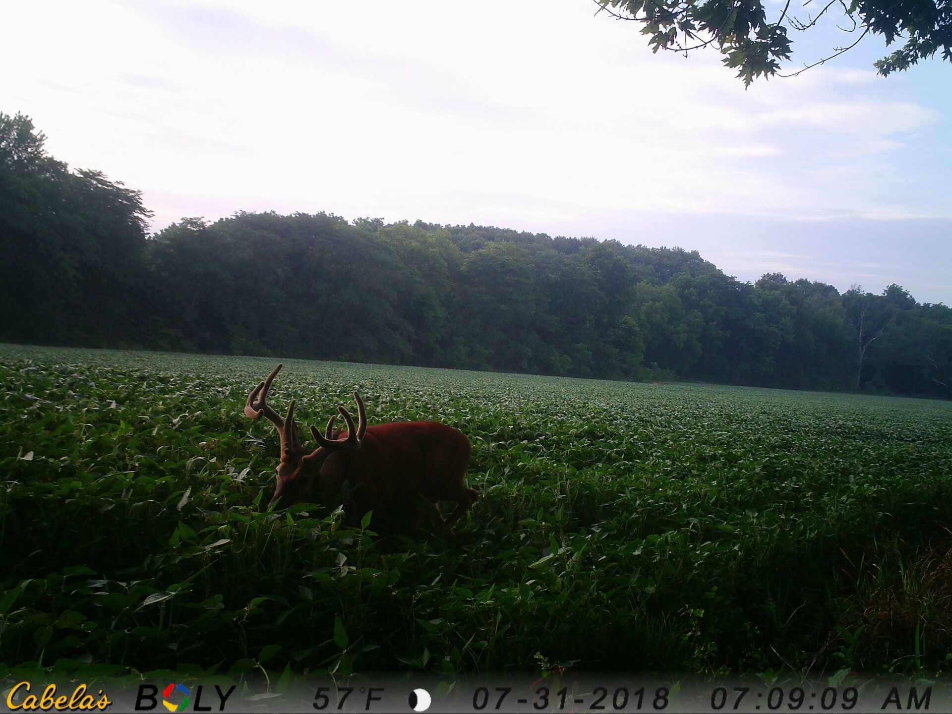 TRAIL CAMERA PICTURES