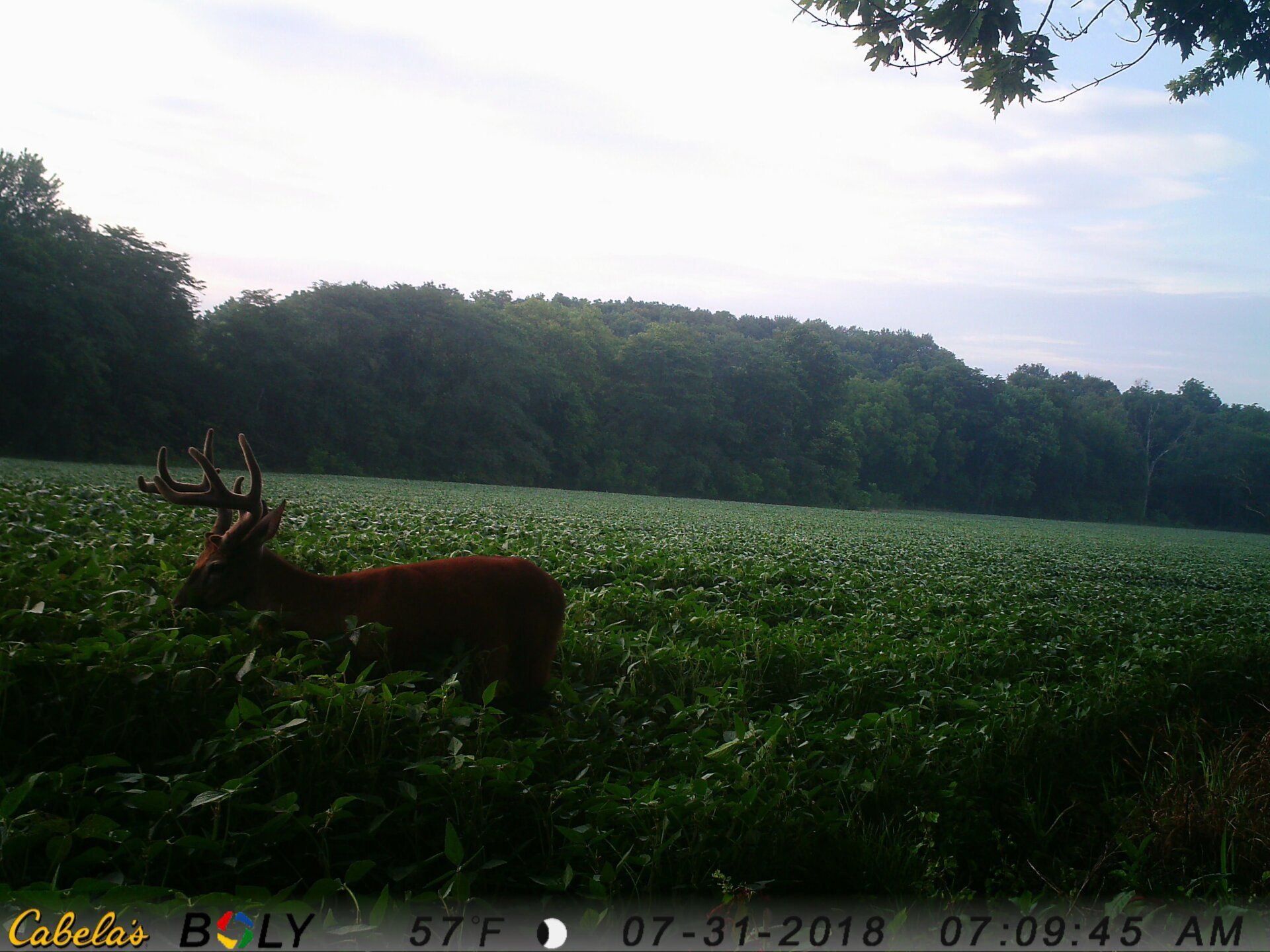 TRAIL CAMERA PICTURES