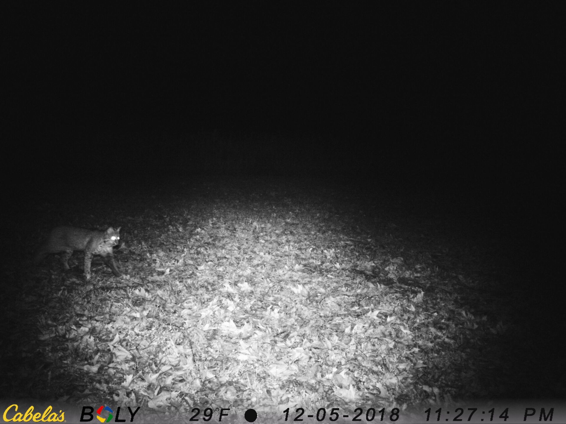 TRAIL CAMERA PICTURES