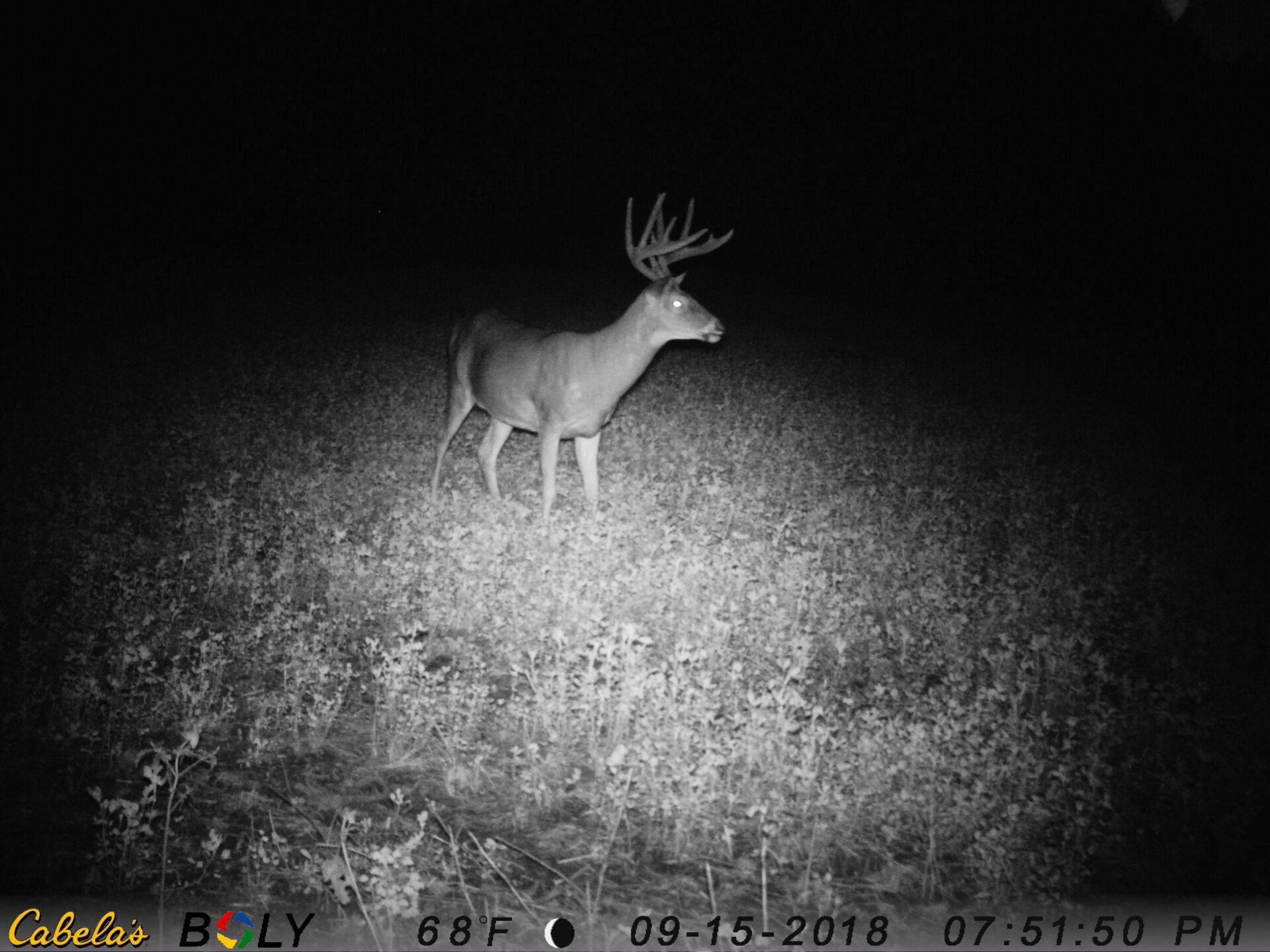 TRAIL CAMERA PICTURES