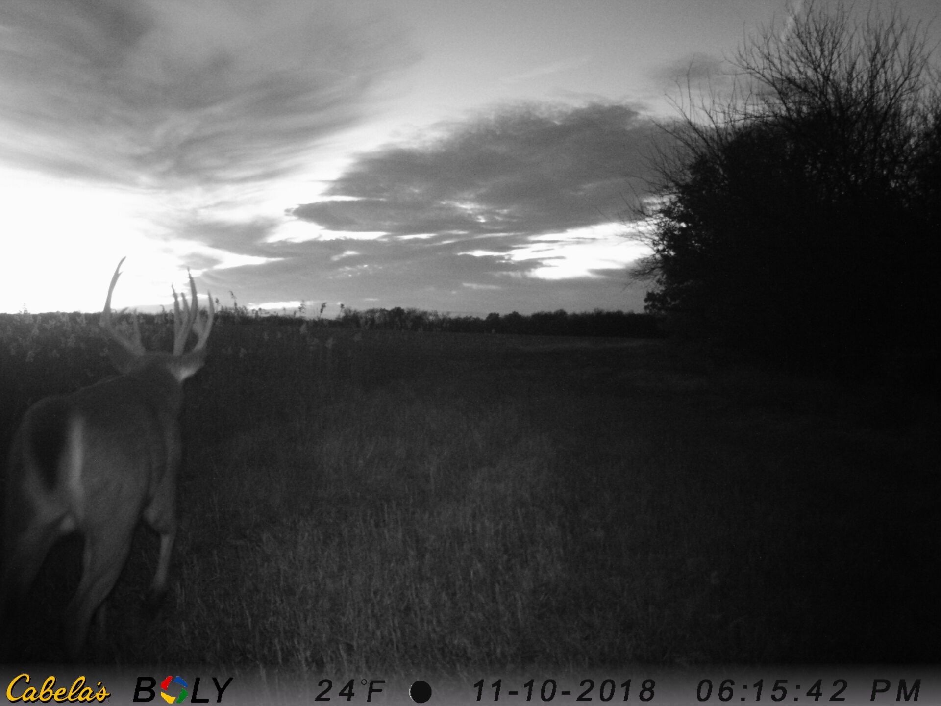 TRAIL CAMERA PICTURES
