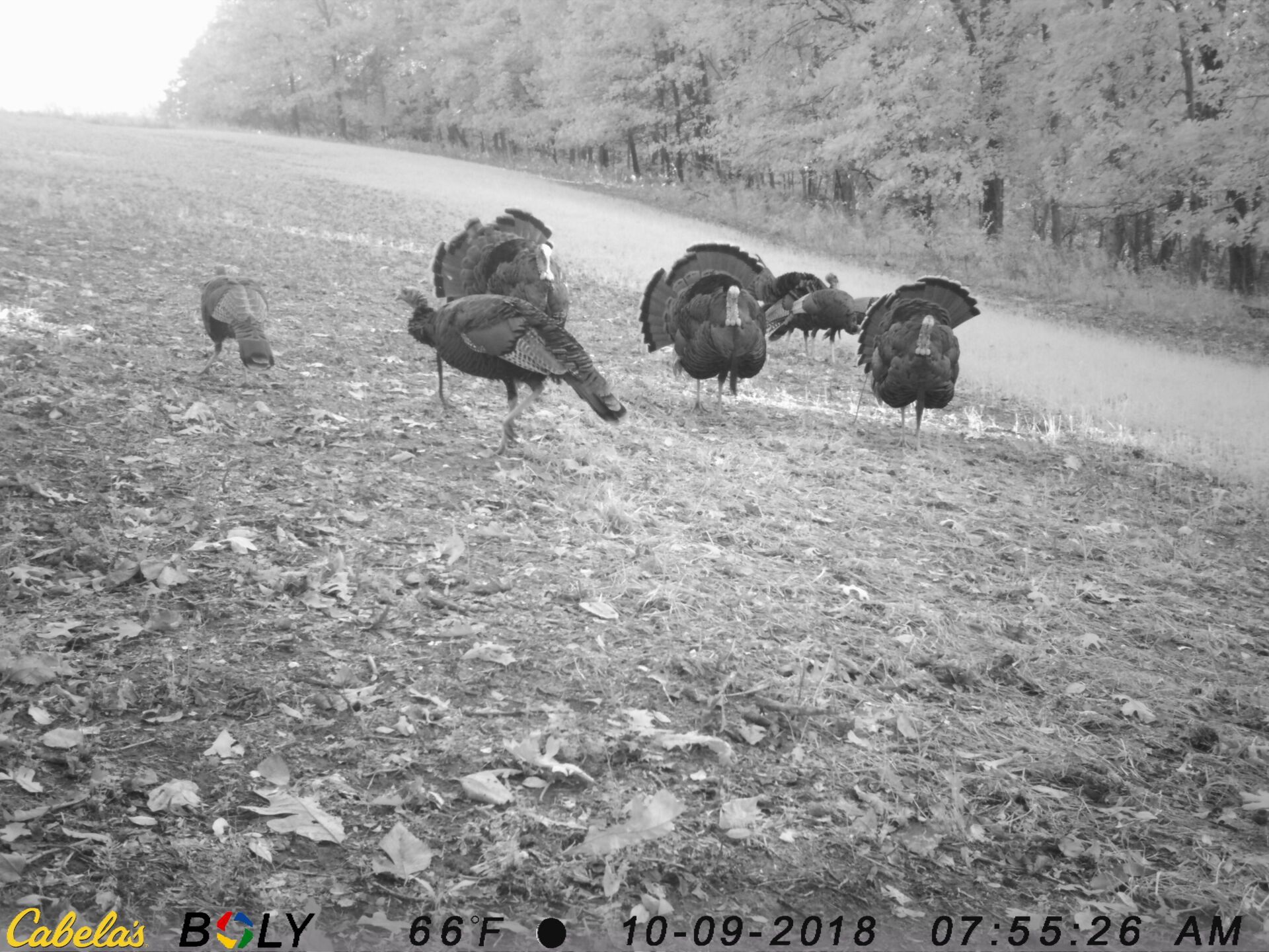 TRAIL CAMERA PICTURES