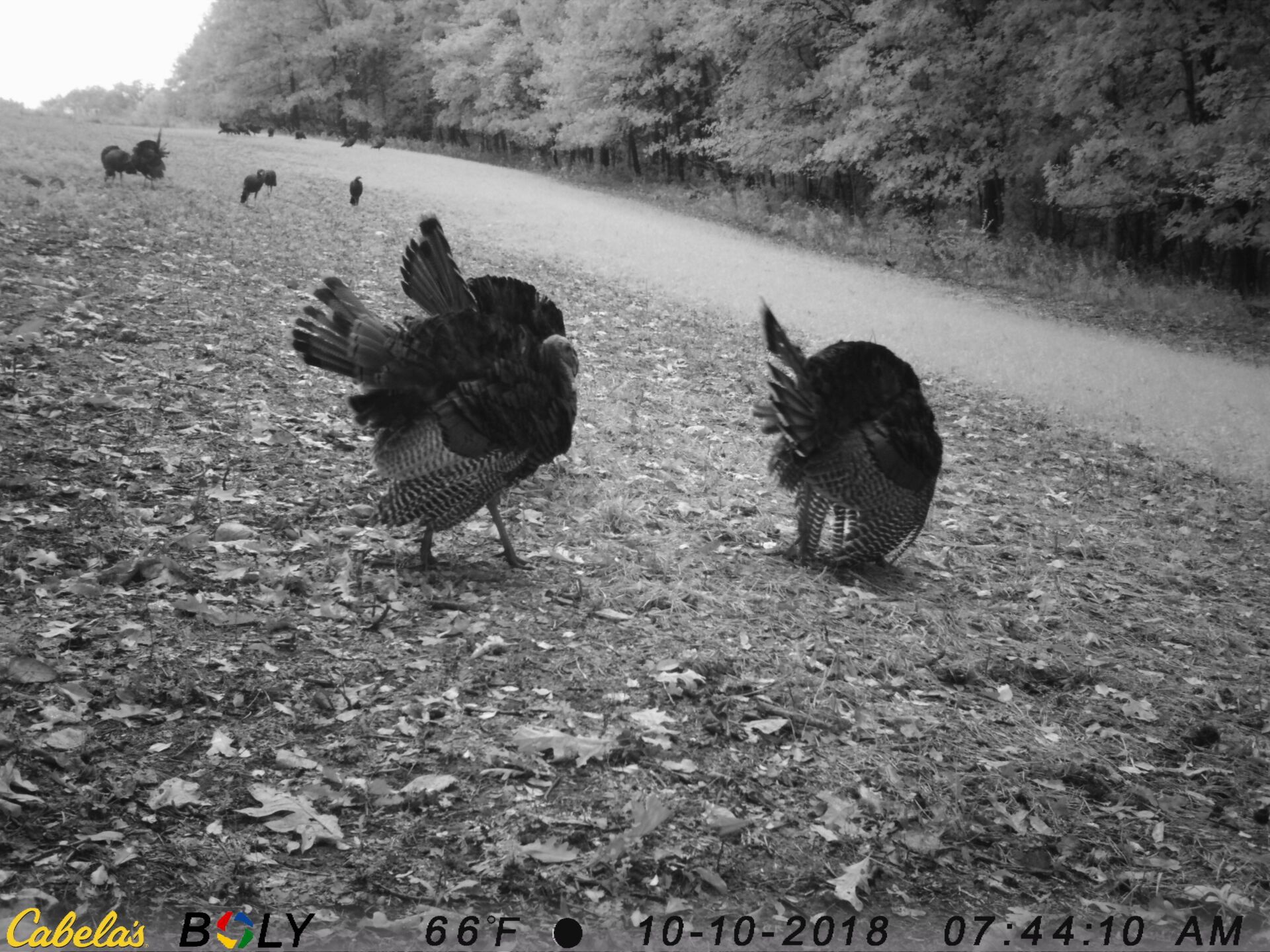 TRAIL CAMERA PICTURES