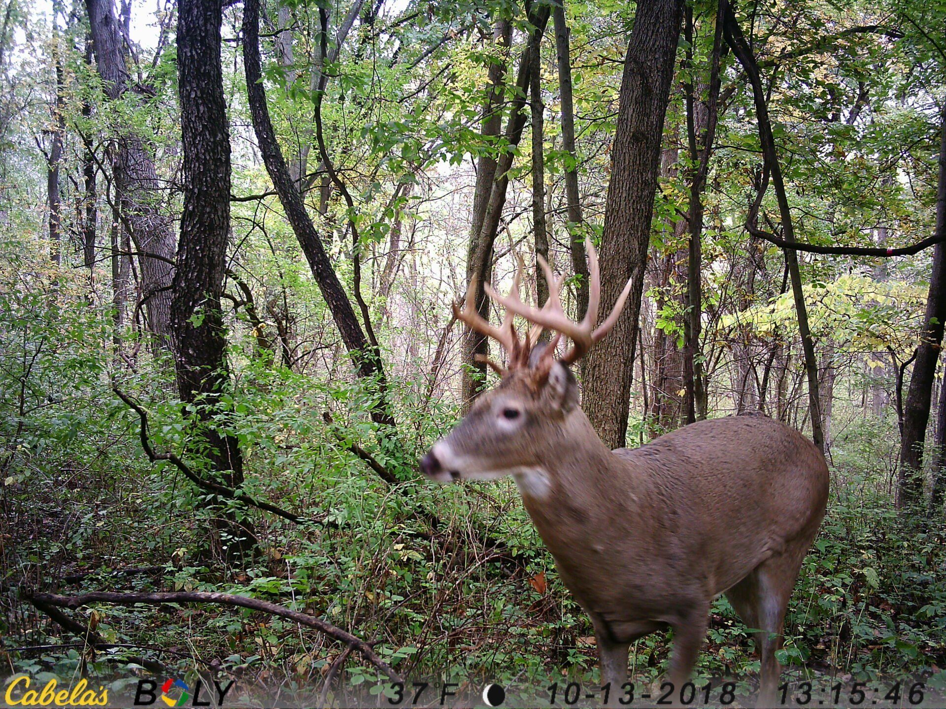 TRAIL CAMERA PICTURES