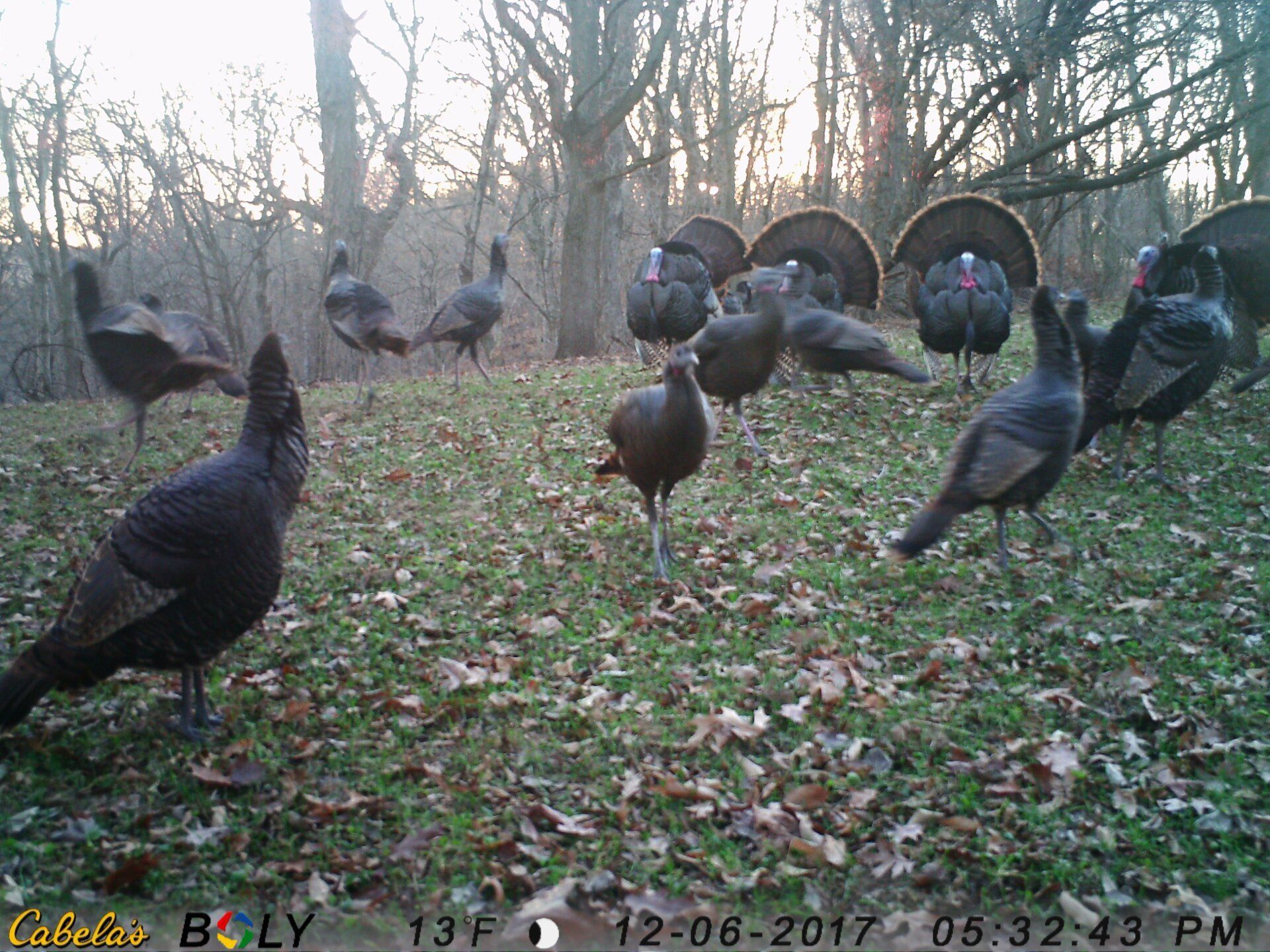 TRAIL CAMERA PICTURES