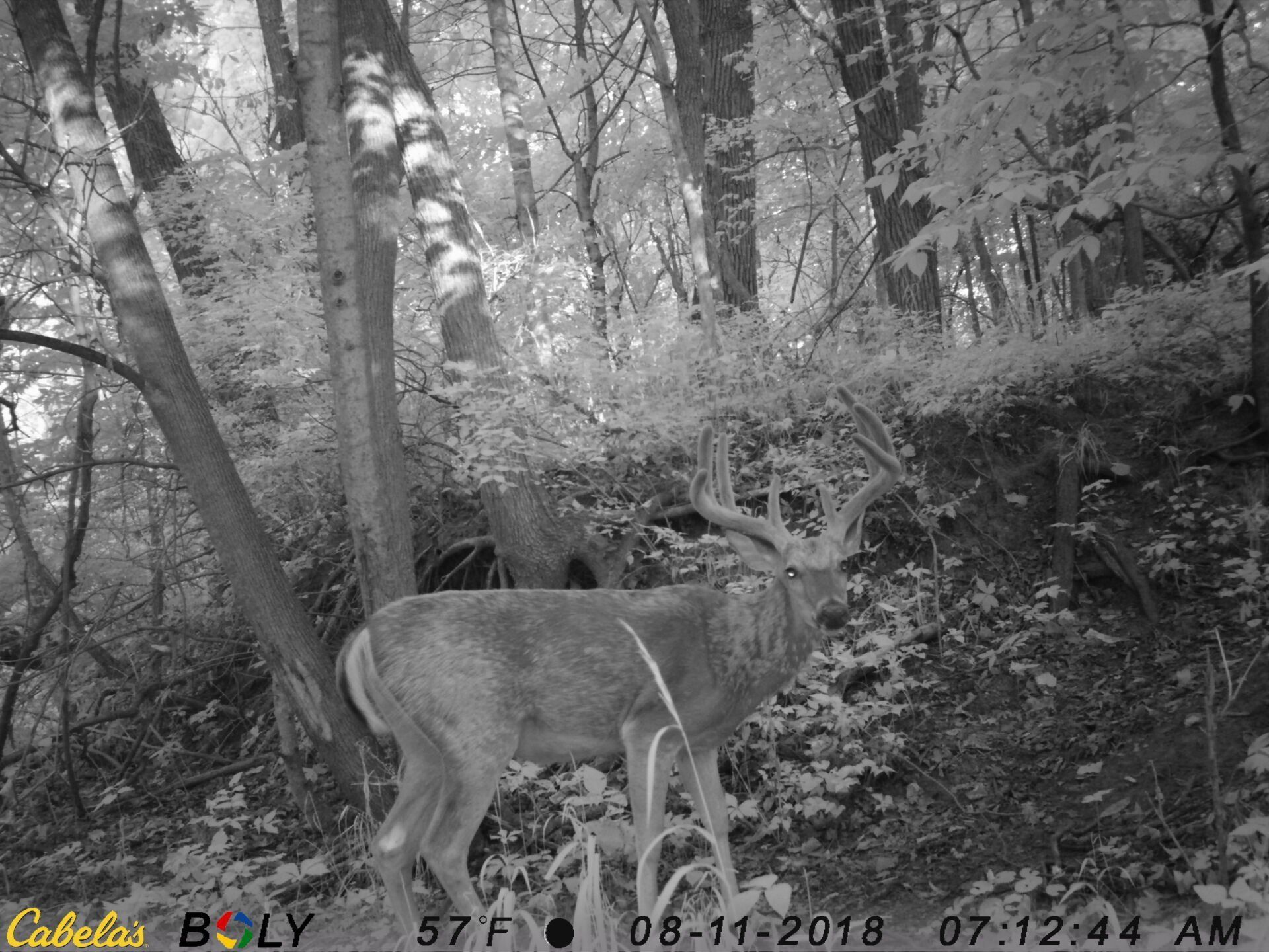 TRAIL CAMERA PICTURES