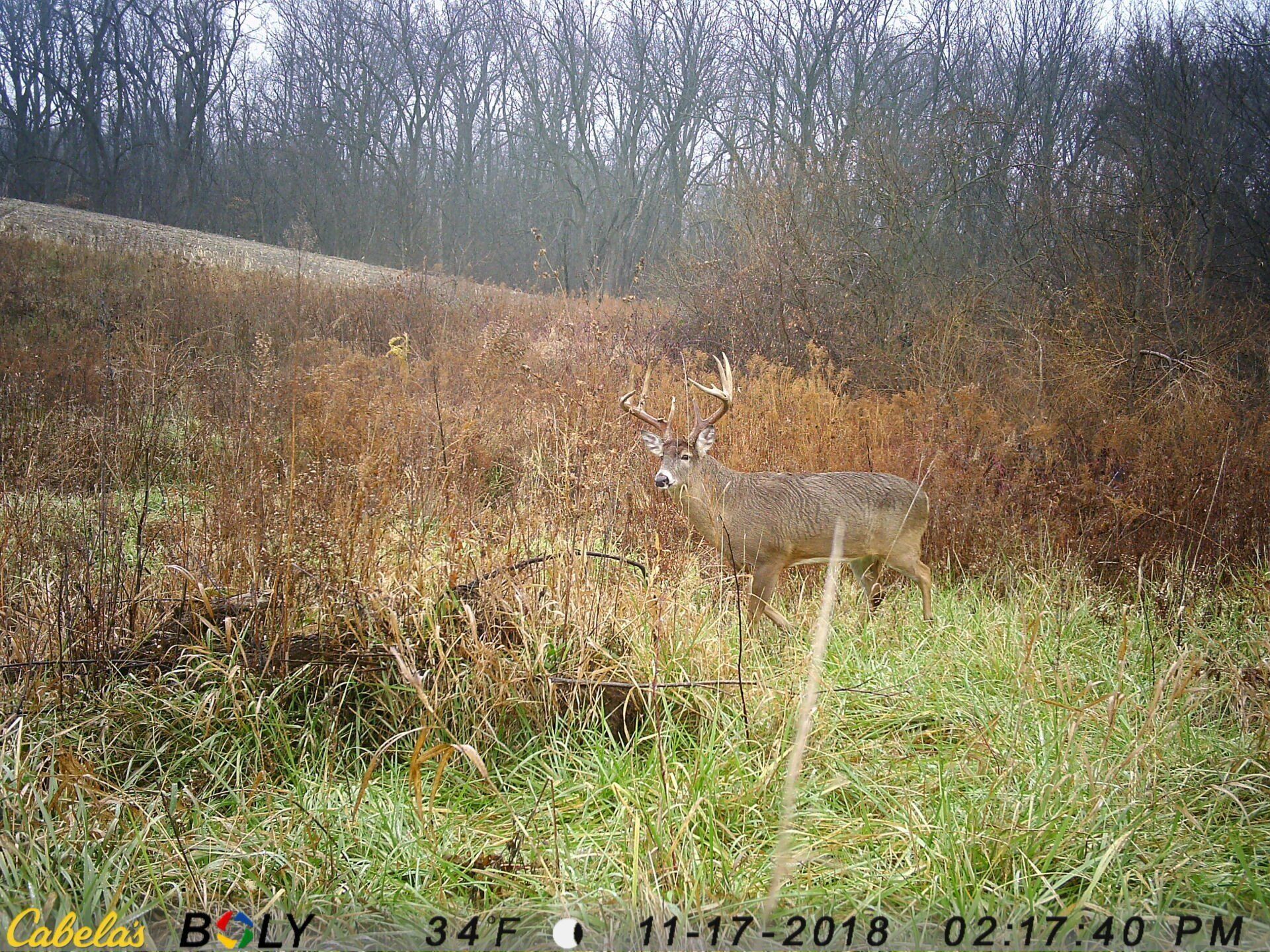 TRAIL CAMERA PICTURES